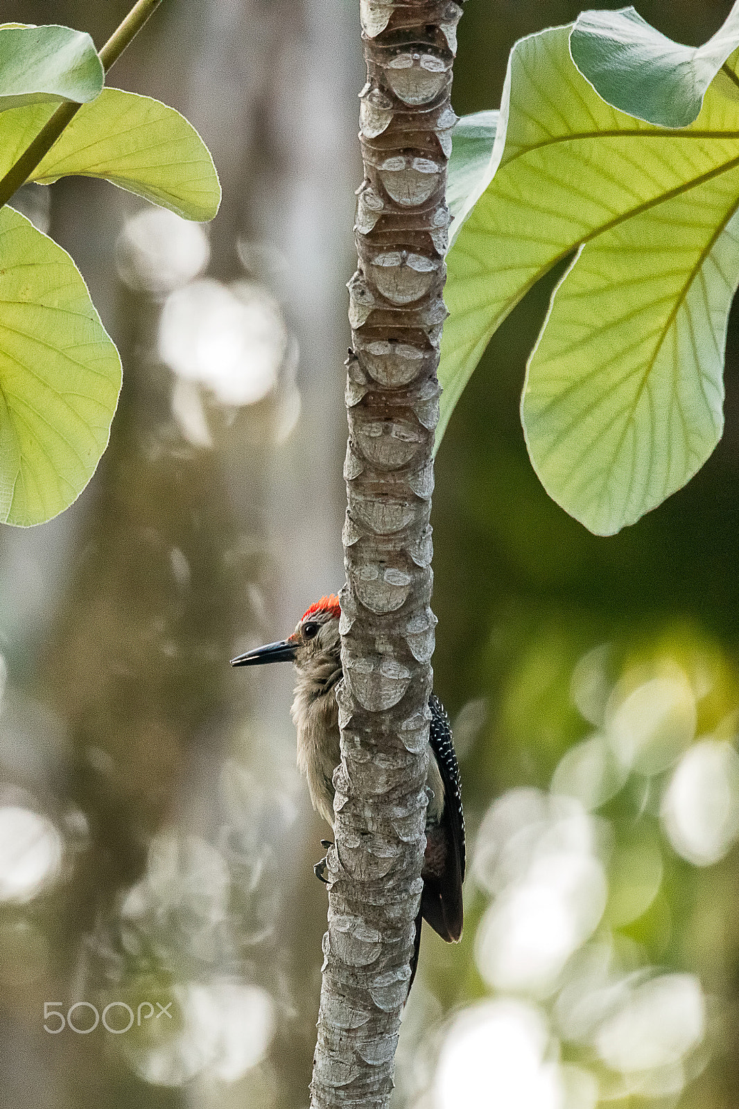 150-600mm F5-6.3 DG OS HSM | Sports 014 sample photo. Gila woodpecker photography