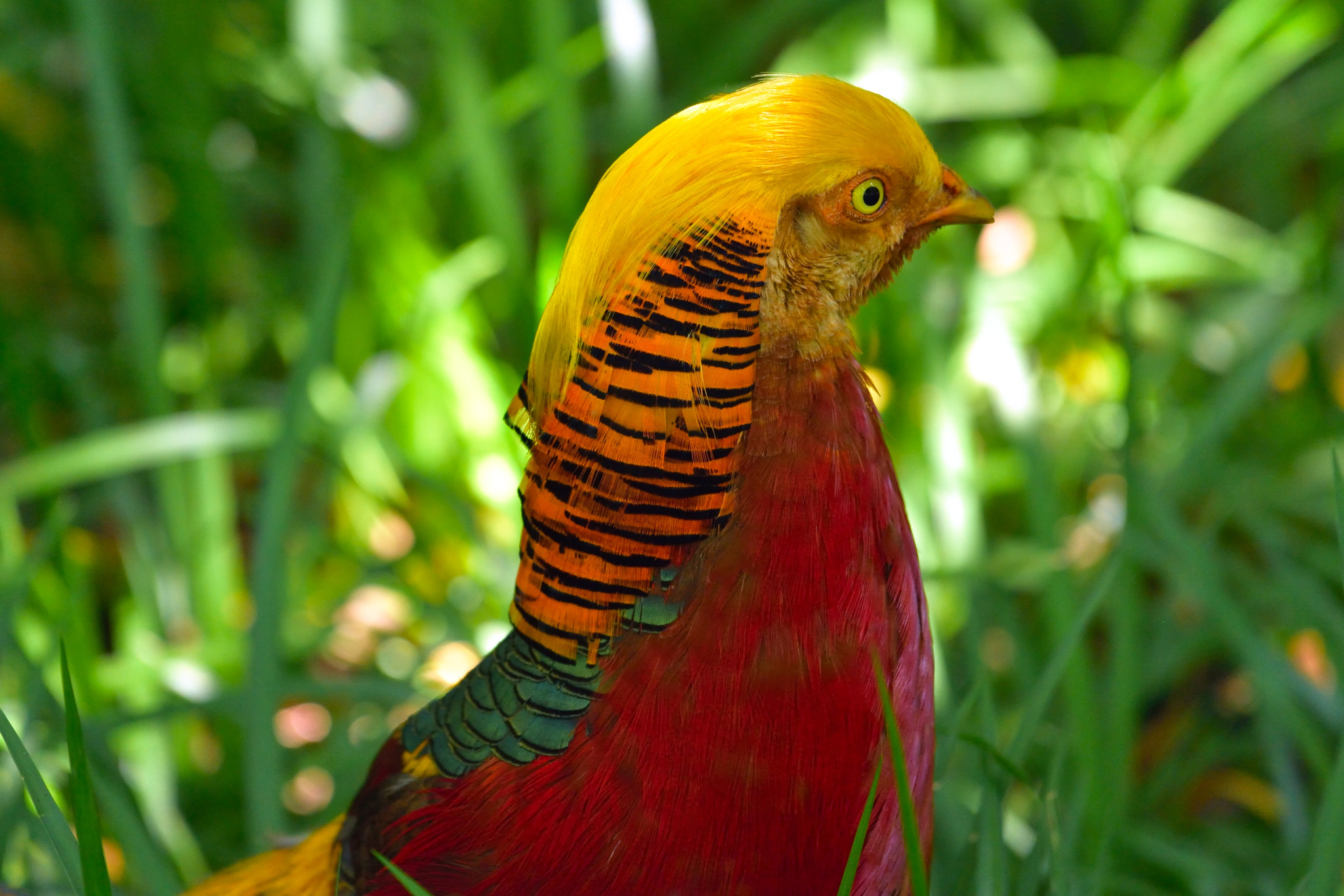 Nikon AF-S Nikkor 200-500mm F5.6E ED VR sample photo