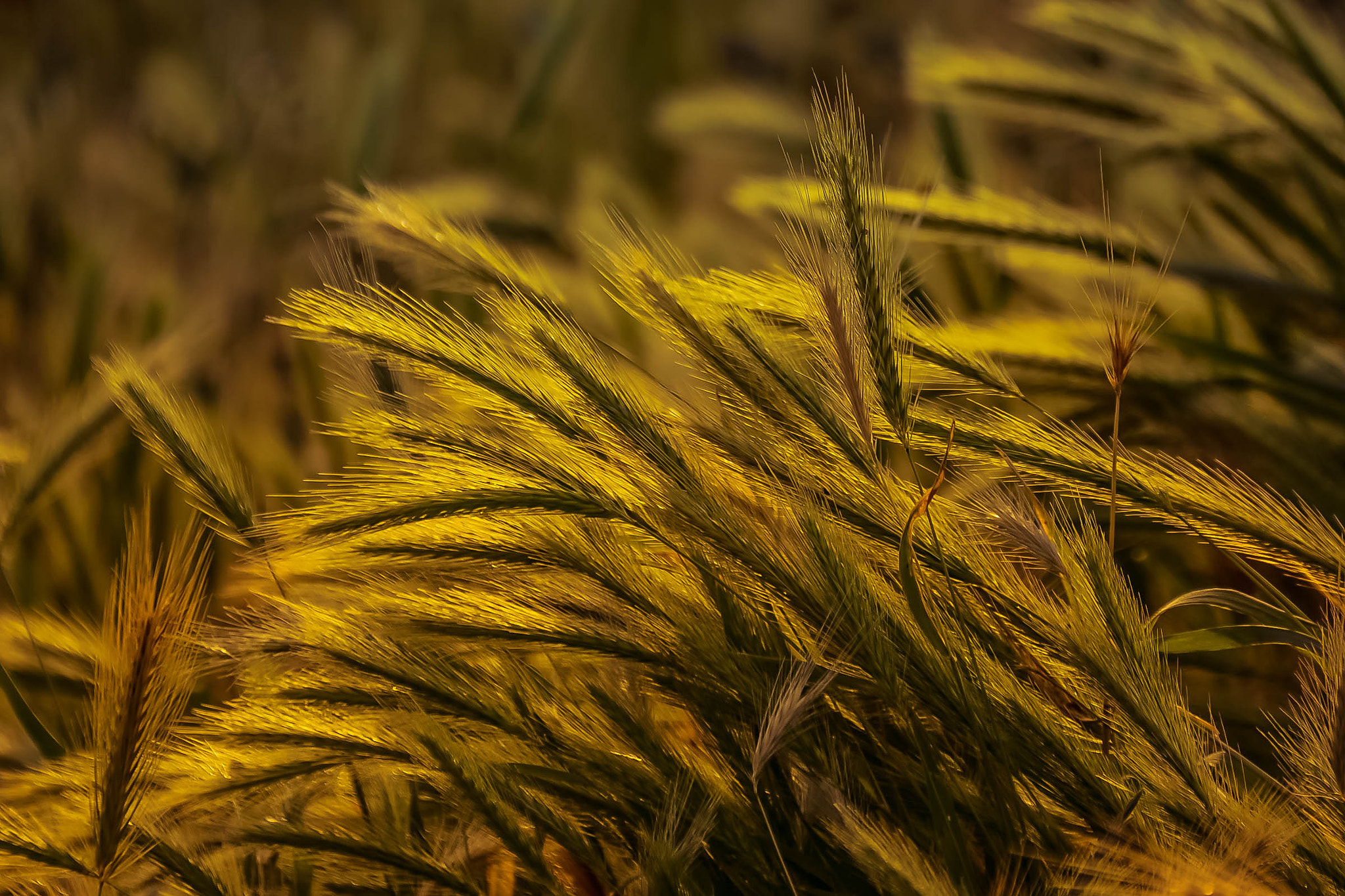 Nikon D7100 + Sigma 70-300mm F4-5.6 DG Macro sample photo. Golden shine photography