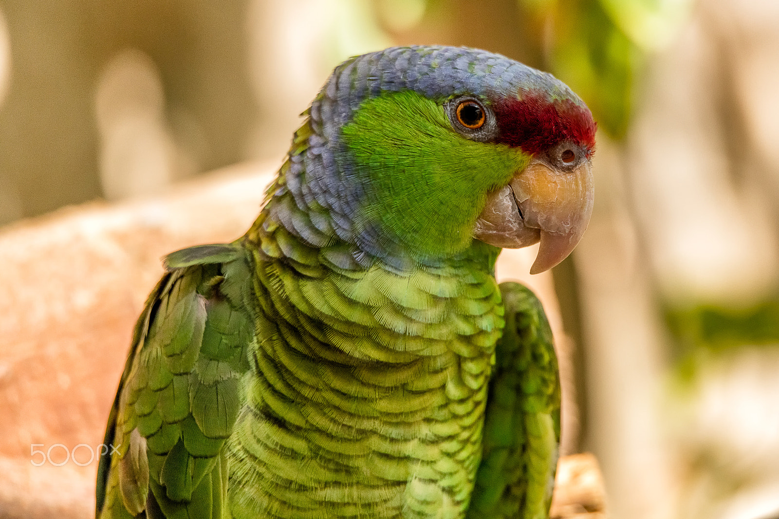 Canon EOS 5DS + 150-600mm F5-6.3 DG OS HSM | Sports 014 sample photo. Mexican red-headed parrot photography