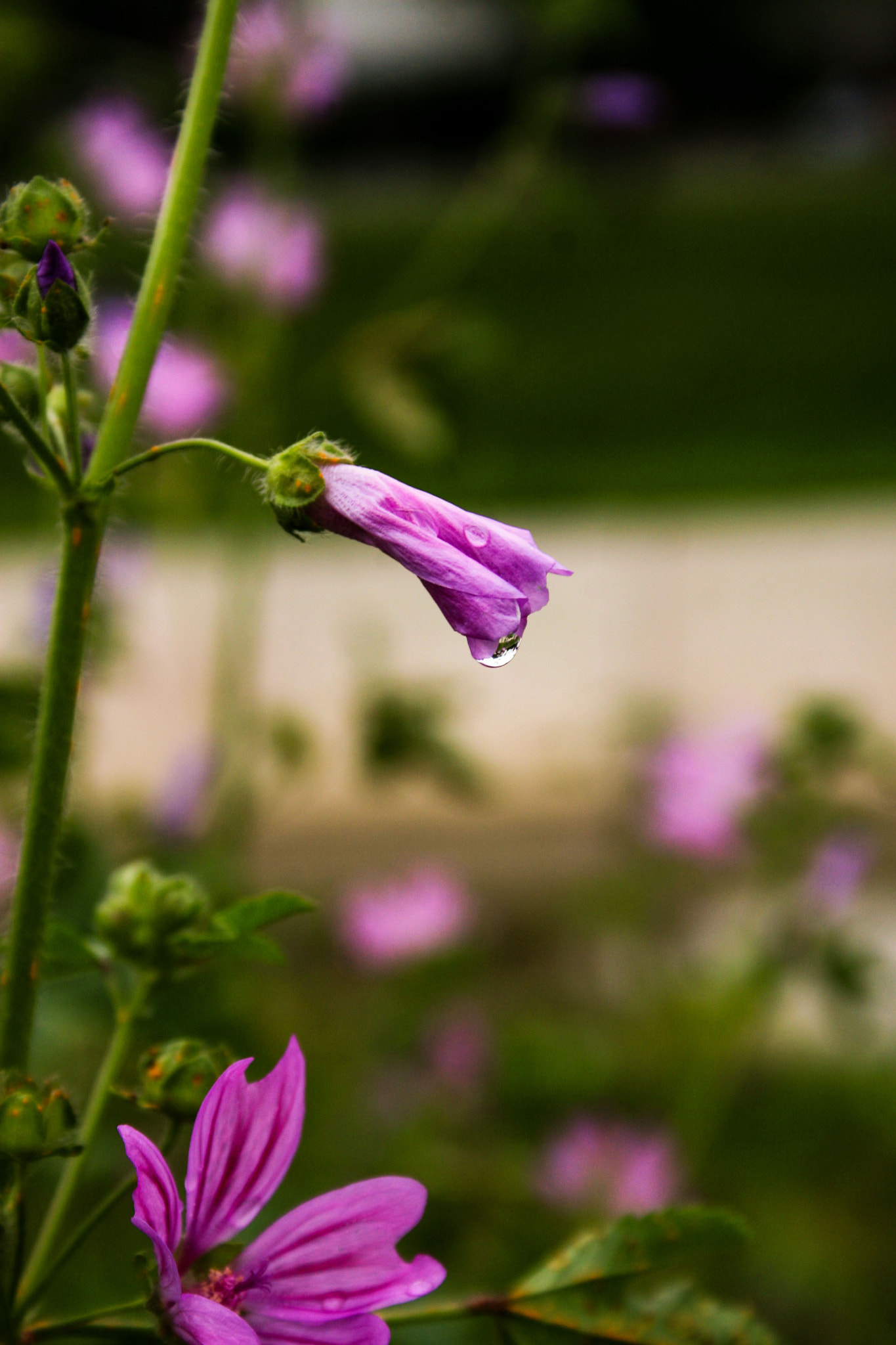 Canon EF-S 18-55mm F3.5-5.6 sample photo. Purple photography