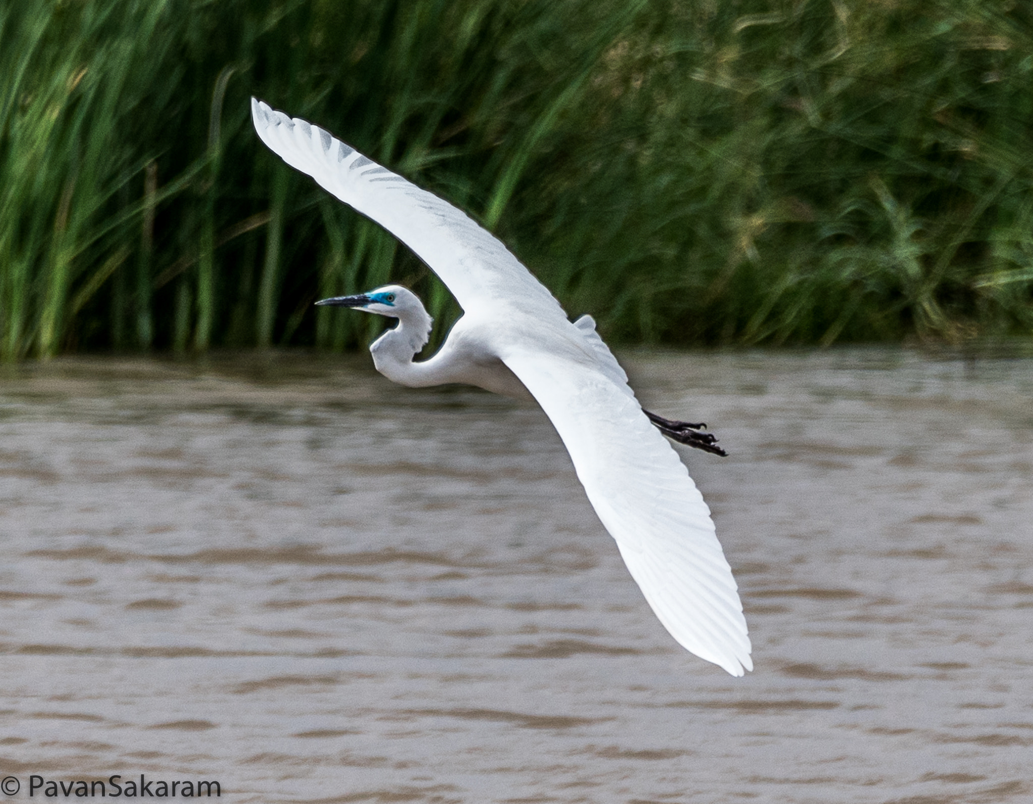 150-600mm F5-6.3 DG OS HSM | Contemporary 015 sample photo. Greater egret photography