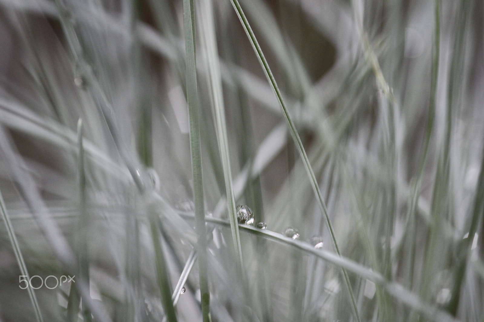 Sigma APO Macro 180mm F2.8 EX DG OS HSM sample photo. Raindrops on grass photography