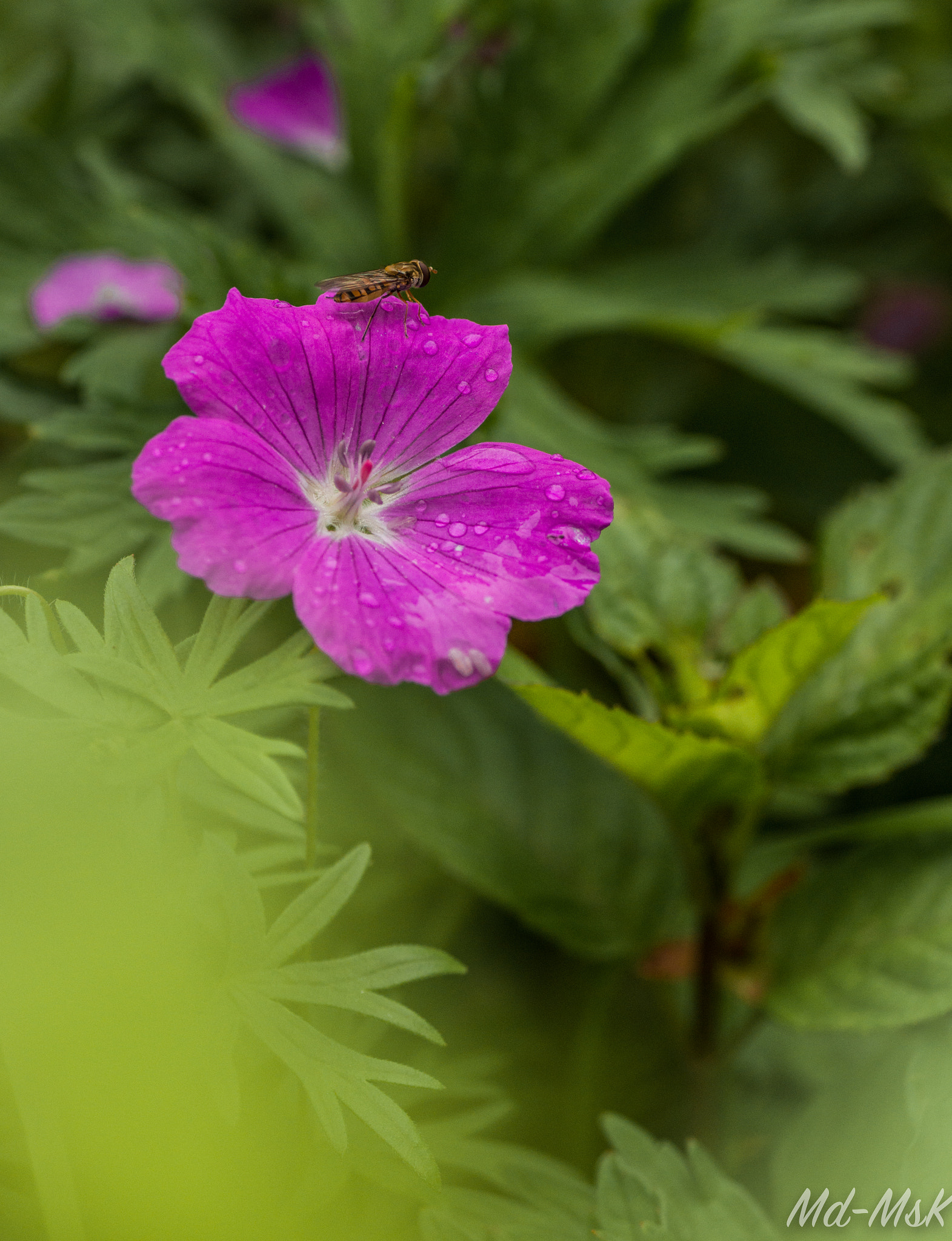 Tamron SP AF 90mm F2.8 Di Macro sample photo. Imgp0017.jpg photography