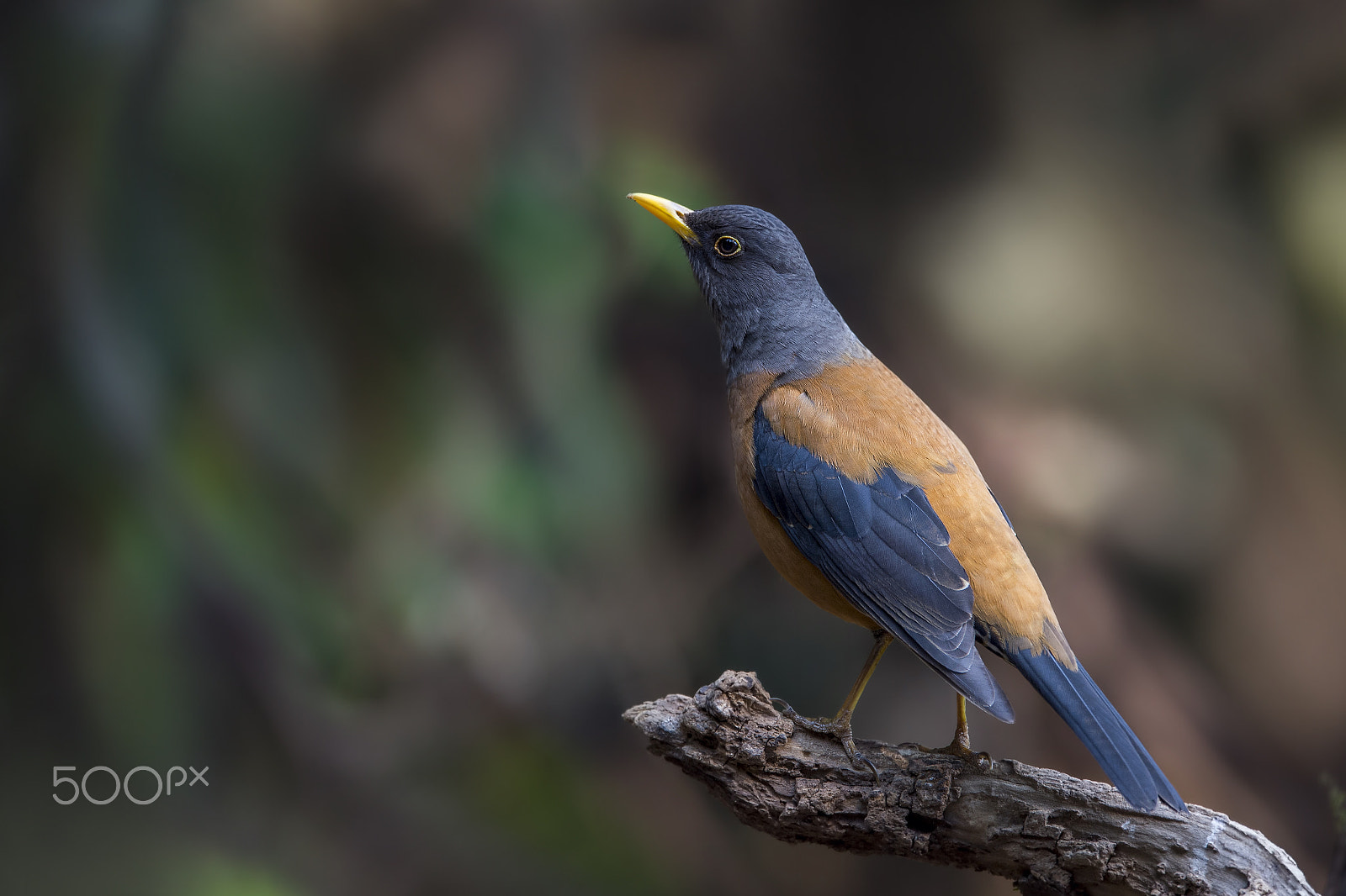 Nikon AF-S Nikkor 600mm F4E FL ED VR sample photo. Chestnut thrush (f) photography