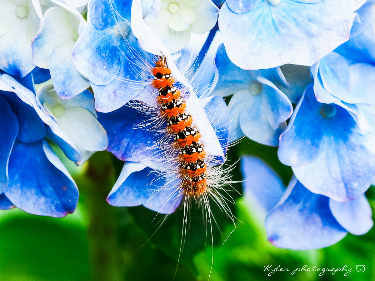 Olympus OM-D E-M1 + Sigma 150mm F2.8 EX DG Macro HSM sample photo. 毛毛蟲 photography