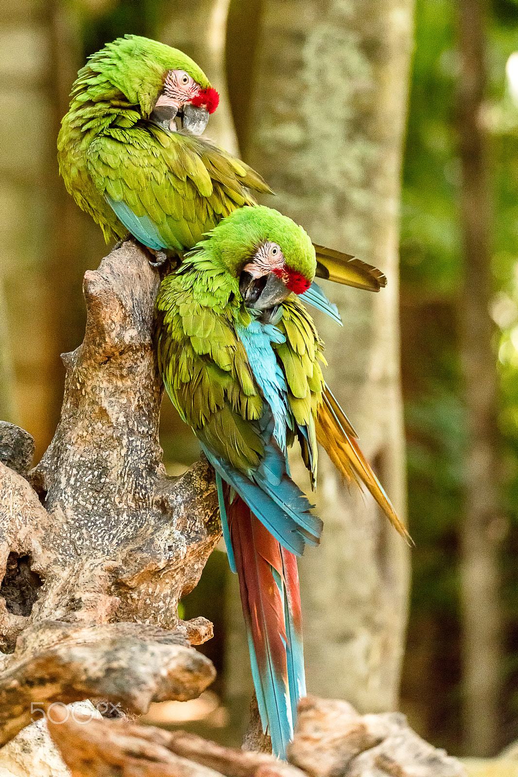 150-600mm F5-6.3 DG OS HSM | Sports 014 sample photo. Military macaw photography