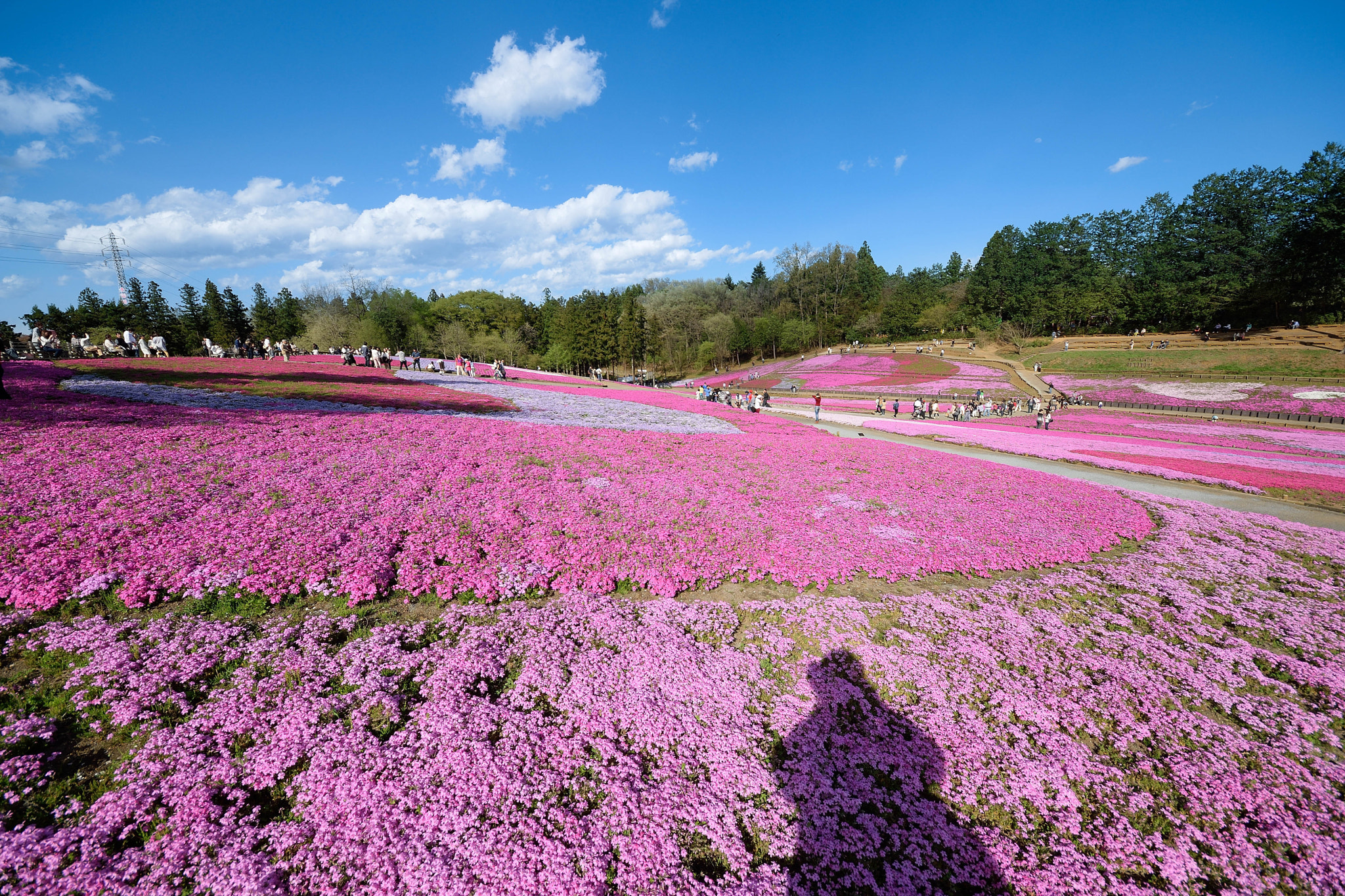 Sigma 8-16mm F4.5-5.6 DC HSM sample photo. Hitujiyama　park20160418 photography