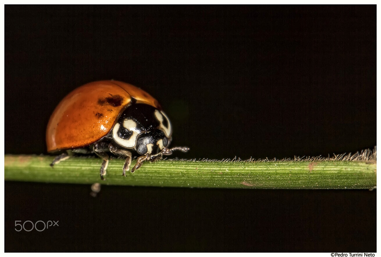 Canon EF 100mm F2.8L Macro IS USM sample photo. Ladybug on the stem photography