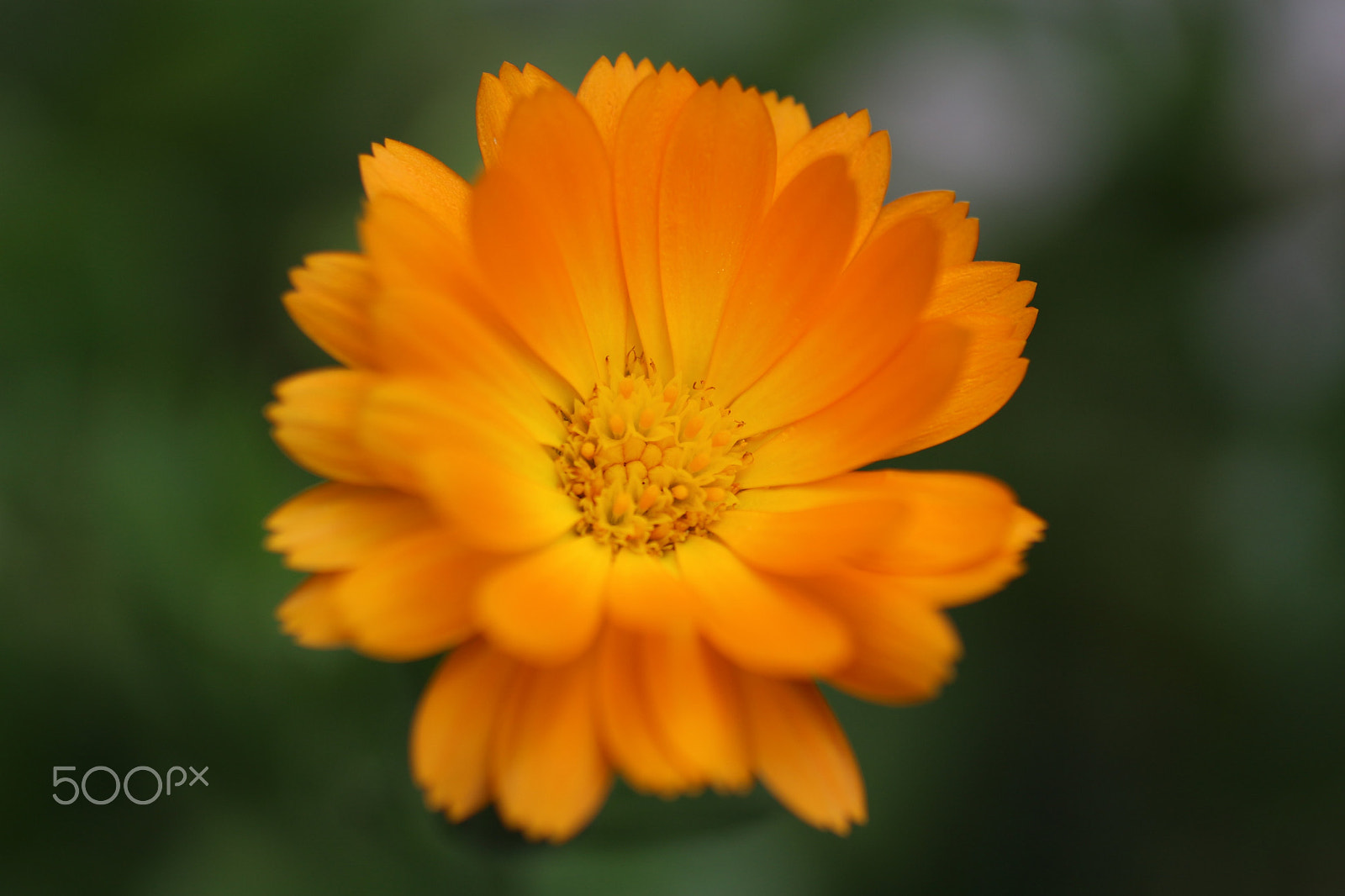 Canon EOS 100D (EOS Rebel SL1 / EOS Kiss X7) + Canon EF 50mm F2.5 Macro sample photo. Flower #3 photography