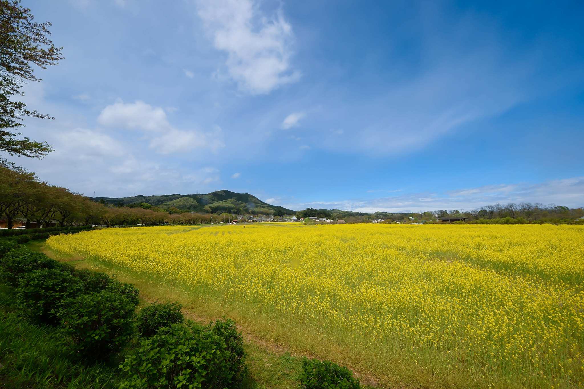 Sigma 8-16mm F4.5-5.6 DC HSM sample photo. Hitujiyama　park20160418 photography