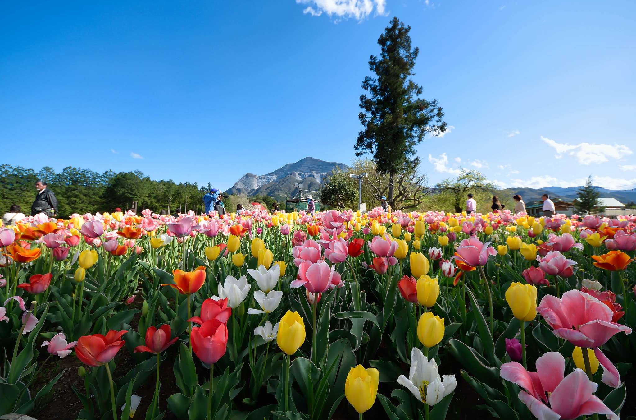 Sigma 8-16mm F4.5-5.6 DC HSM sample photo. Hitujiyama　park20160418 photography