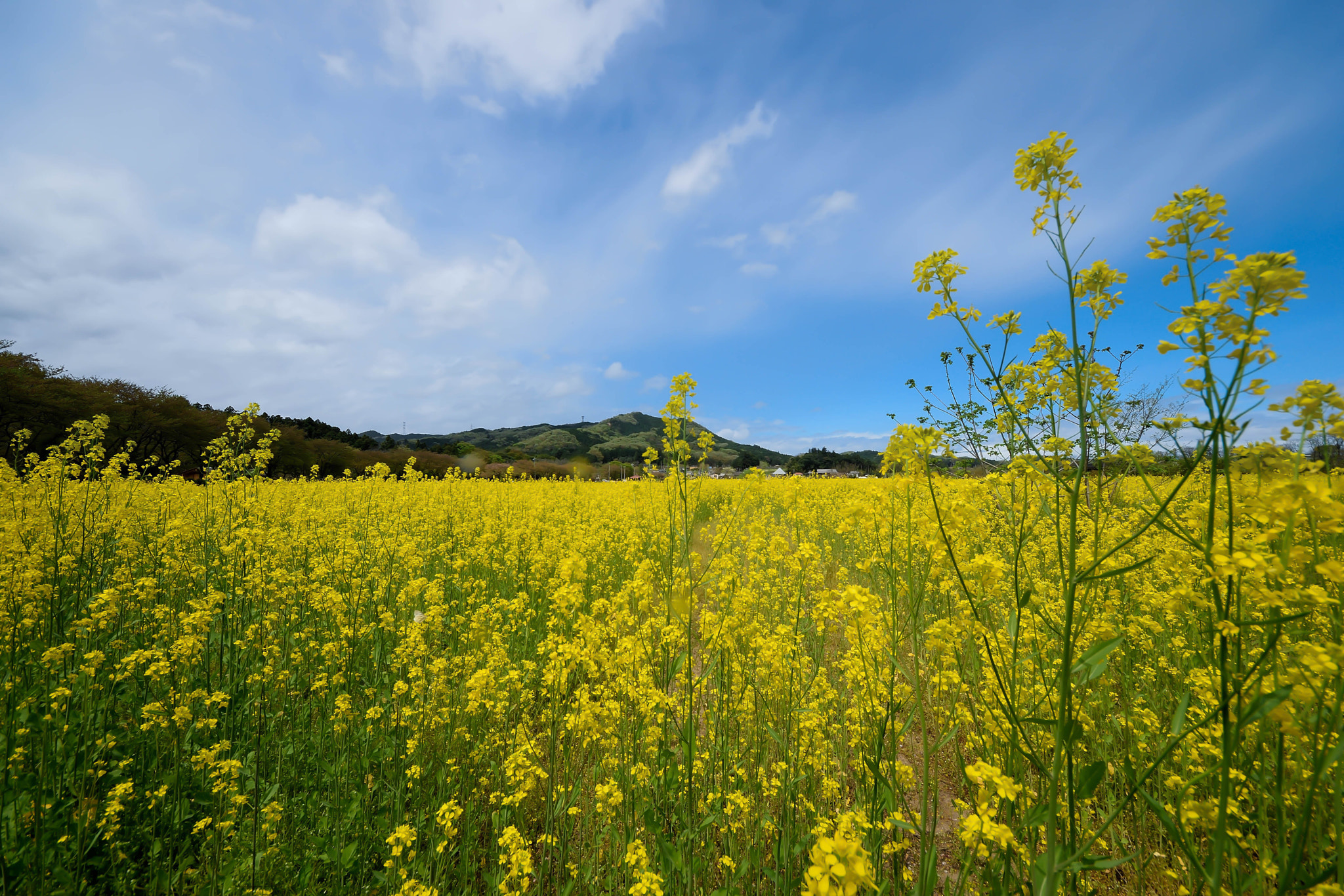 Sigma 8-16mm F4.5-5.6 DC HSM sample photo. Hitujiyama　park20160418 photography