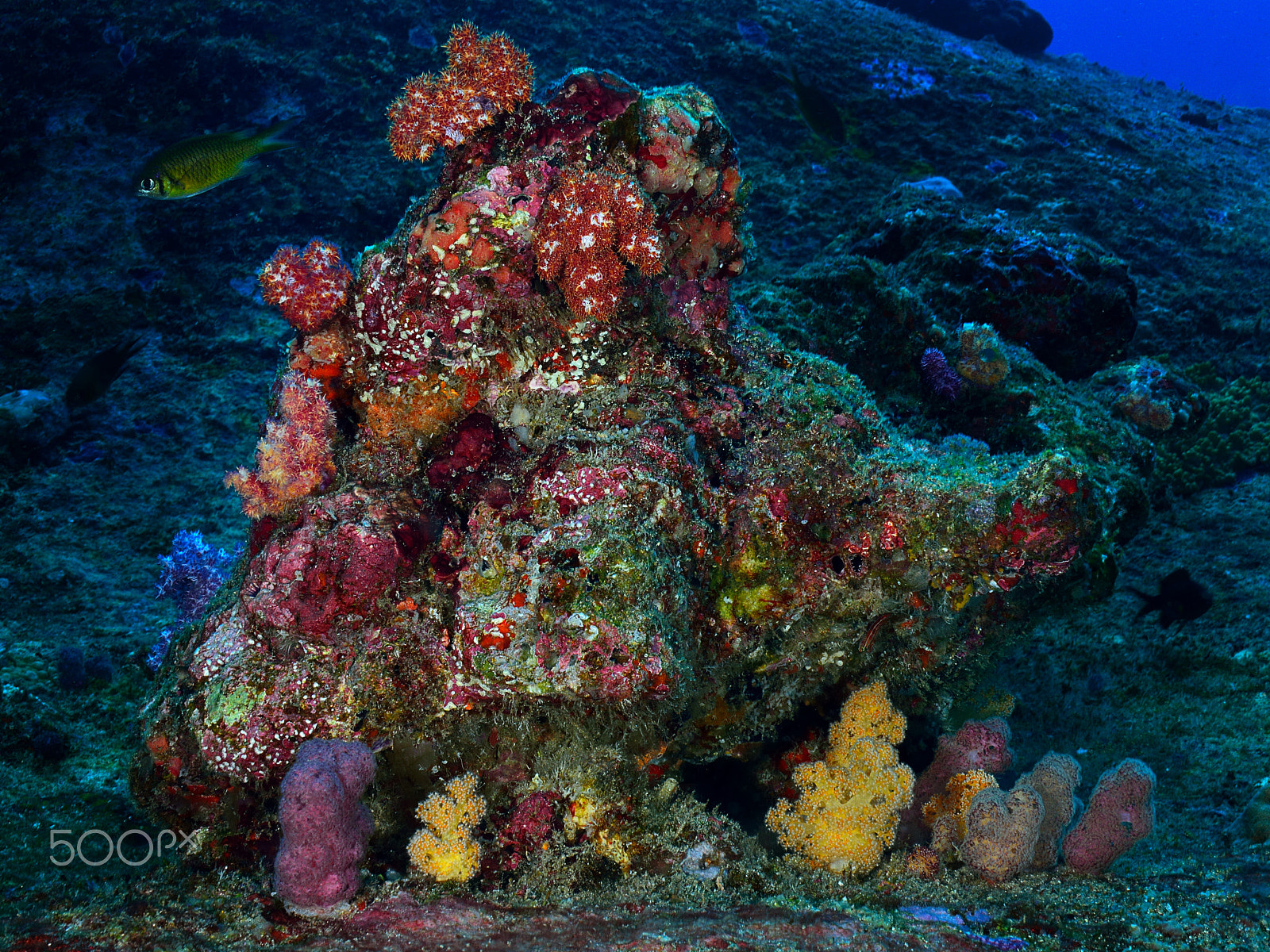 Nikon D800E sample photo. Soft coral garden photography