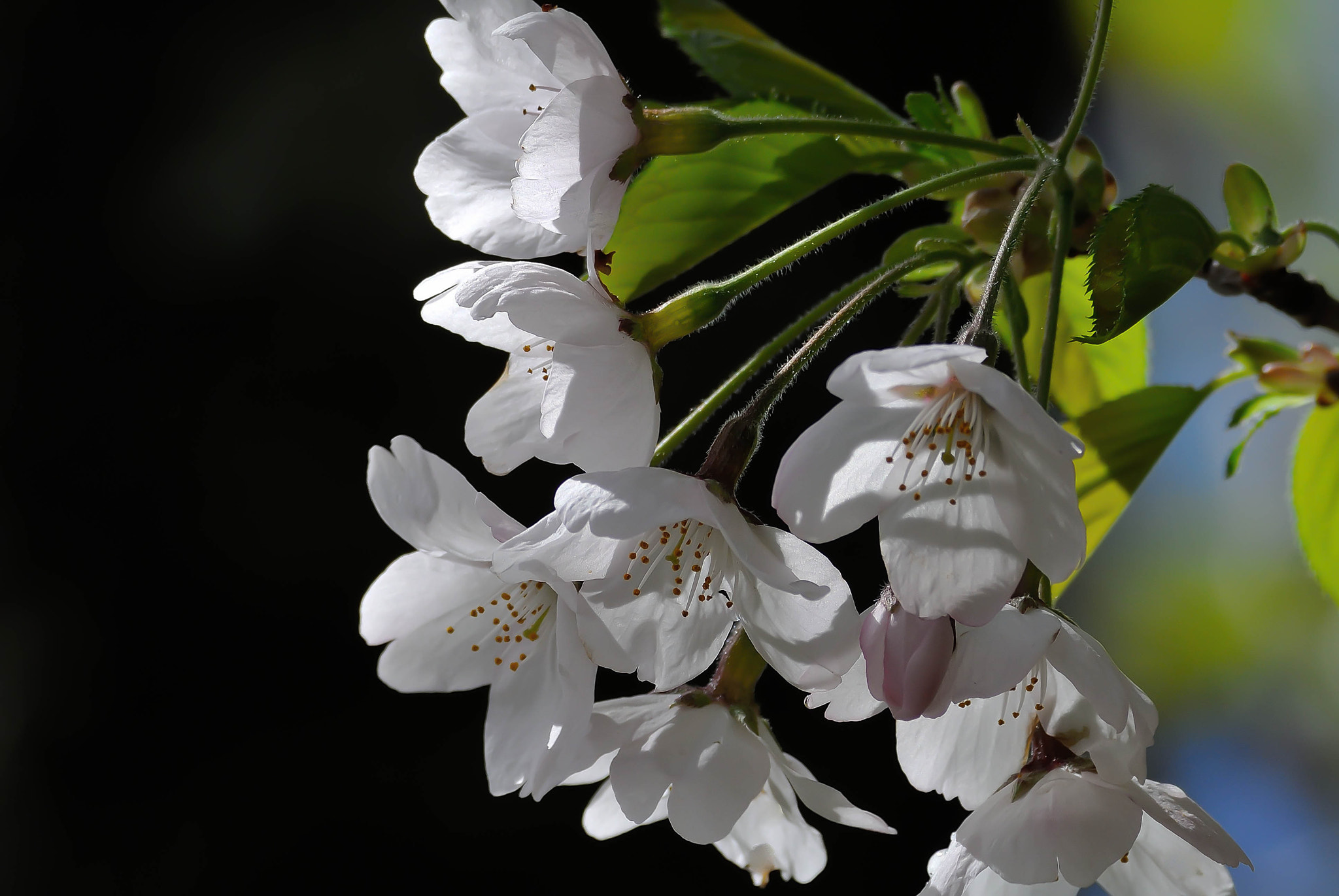 Nikon 1 V1 + VR 55-200mm f/4-5.6G sample photo. Hitujiyama　park20160418 photography