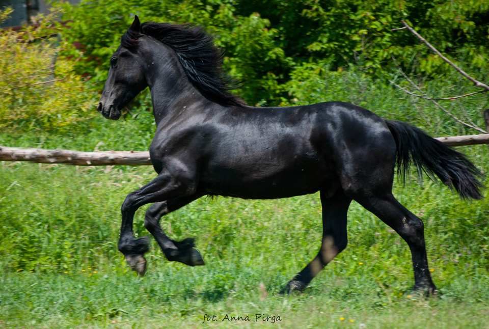 Nikon D300S sample photo. Friesian photography