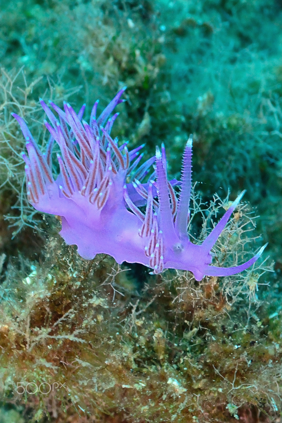 Nikon D800E sample photo. Nudibranch makro photography