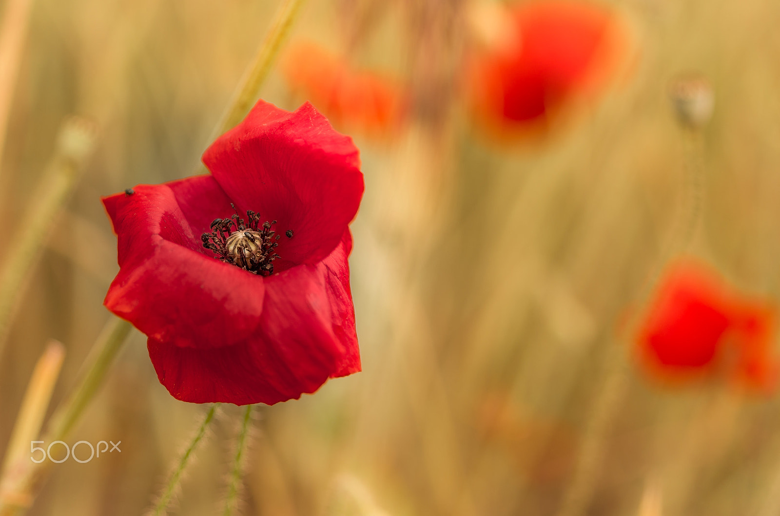 Pentax K-5 II + Pentax smc D-FA 50mm F2.8 Macro sample photo. Pastoral june photography