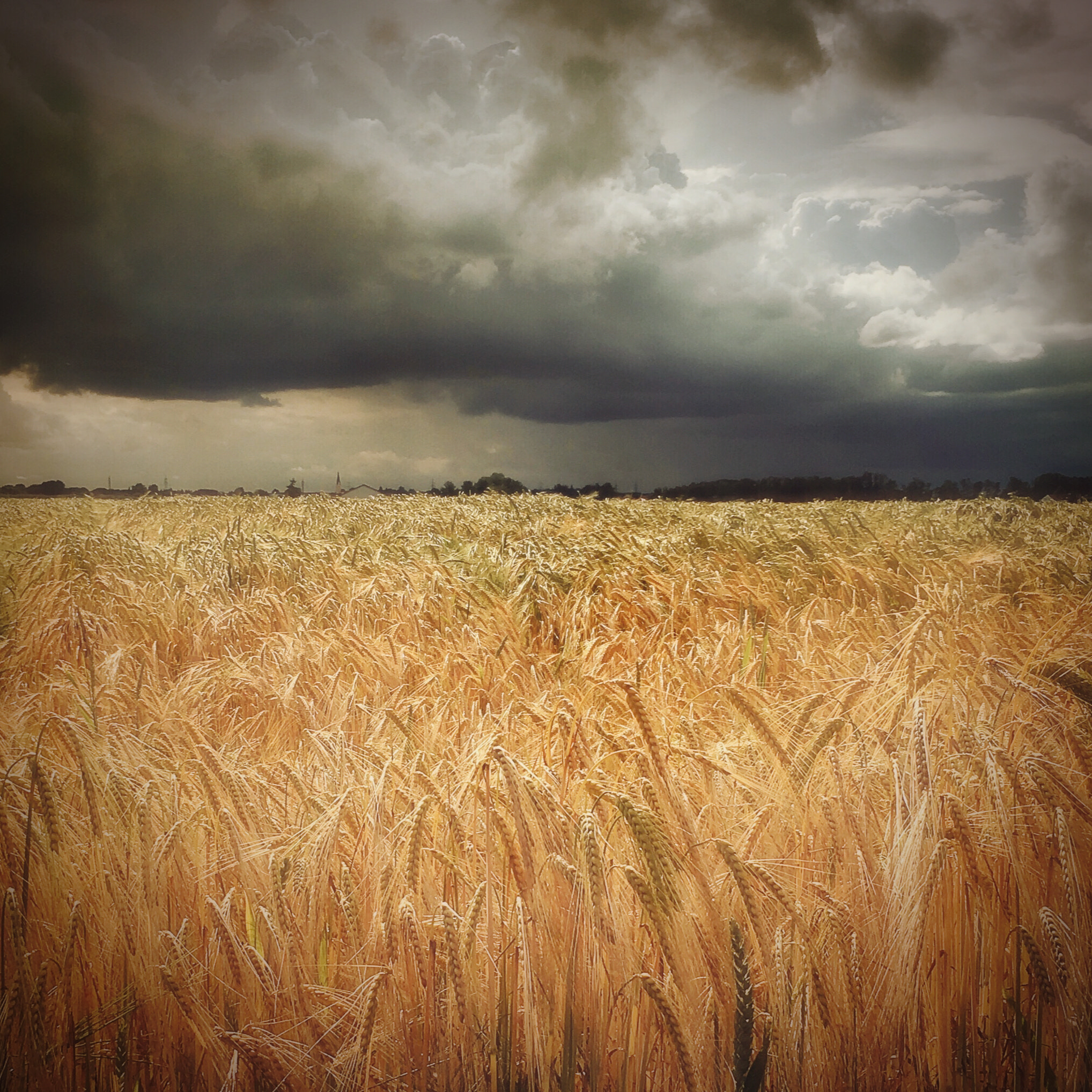 Hipstamatic 313 sample photo. Field of gold photography