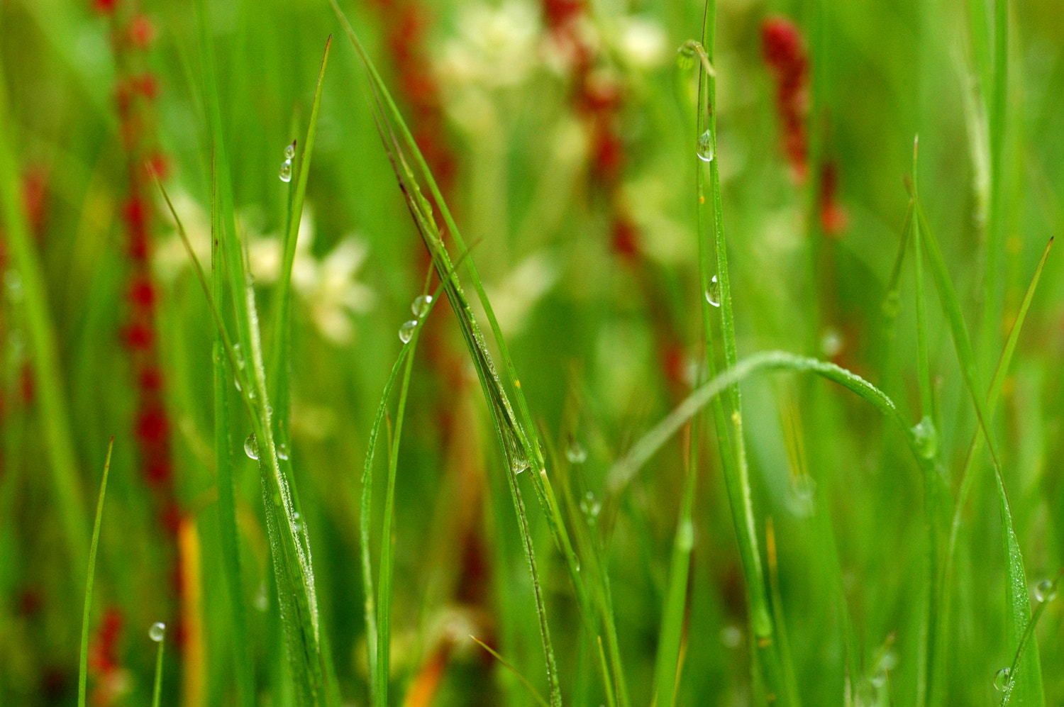 Nikon D70s + Sigma Macro 90mm F2.8 sample photo. A photography