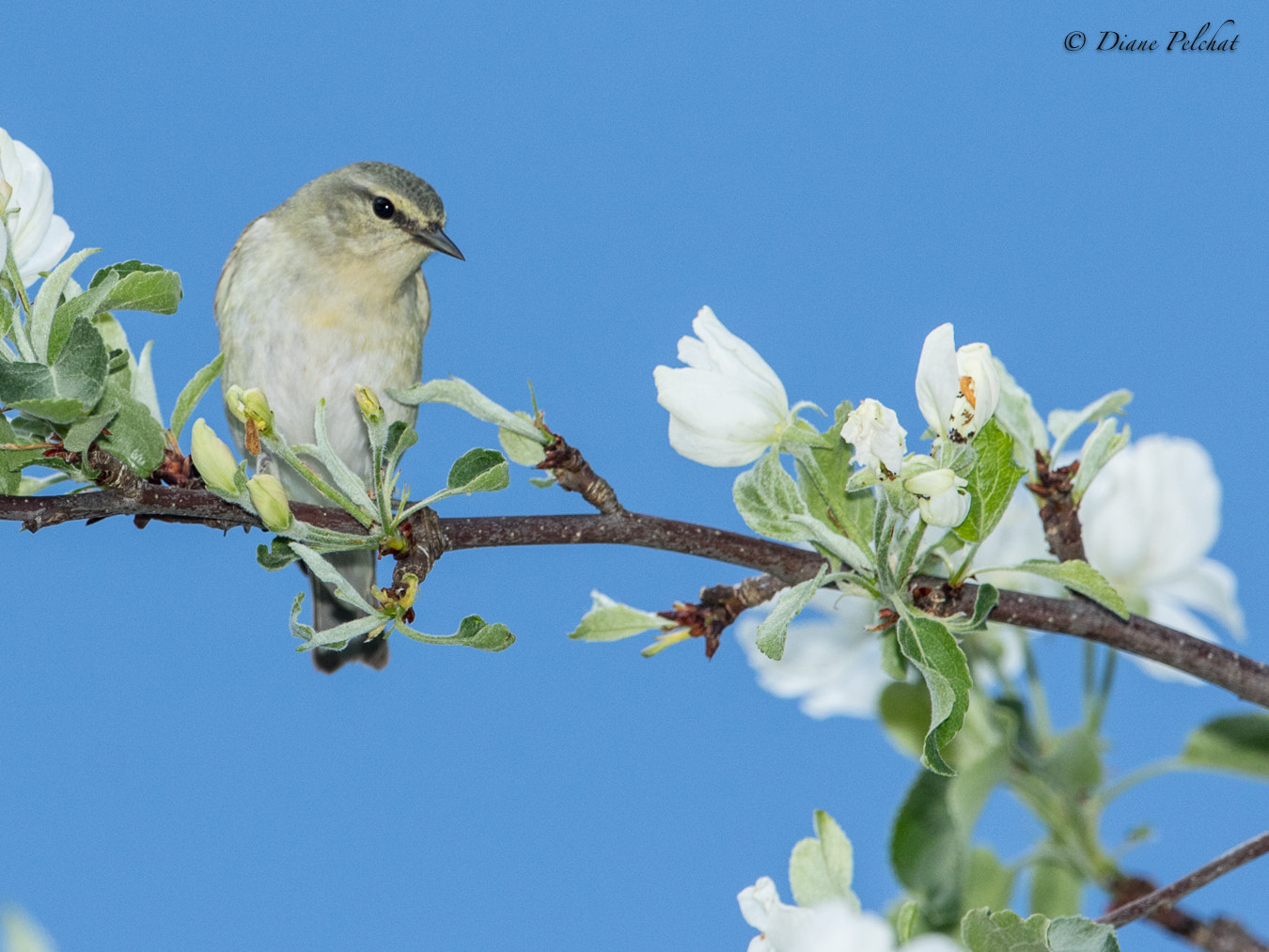 Canon EF 300mm F2.8L IS II USM sample photo. Tennessee warber photography
