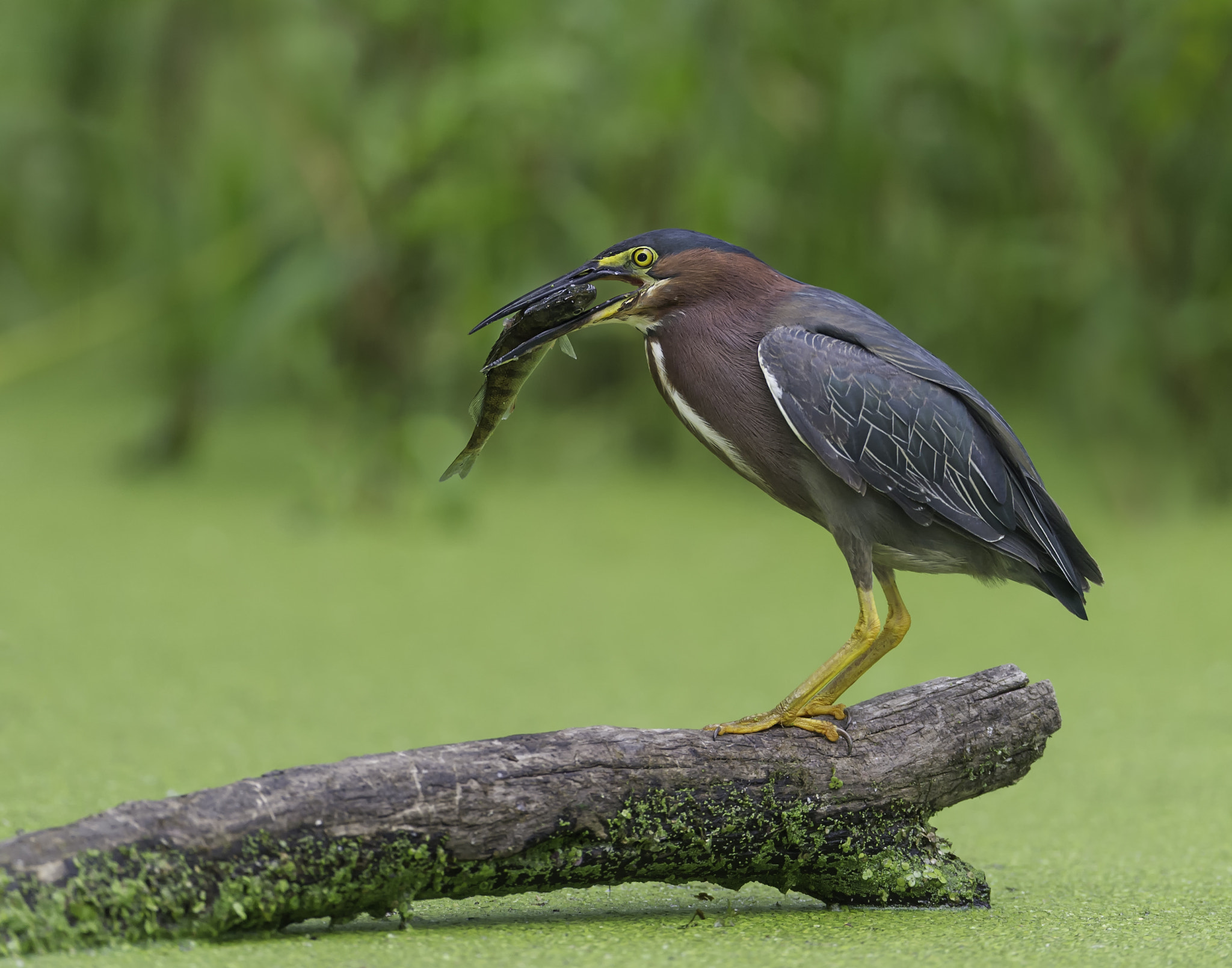 Nikon D3S + Nikon AF-S Nikkor 600mm F4G ED VR sample photo. Working it... photography