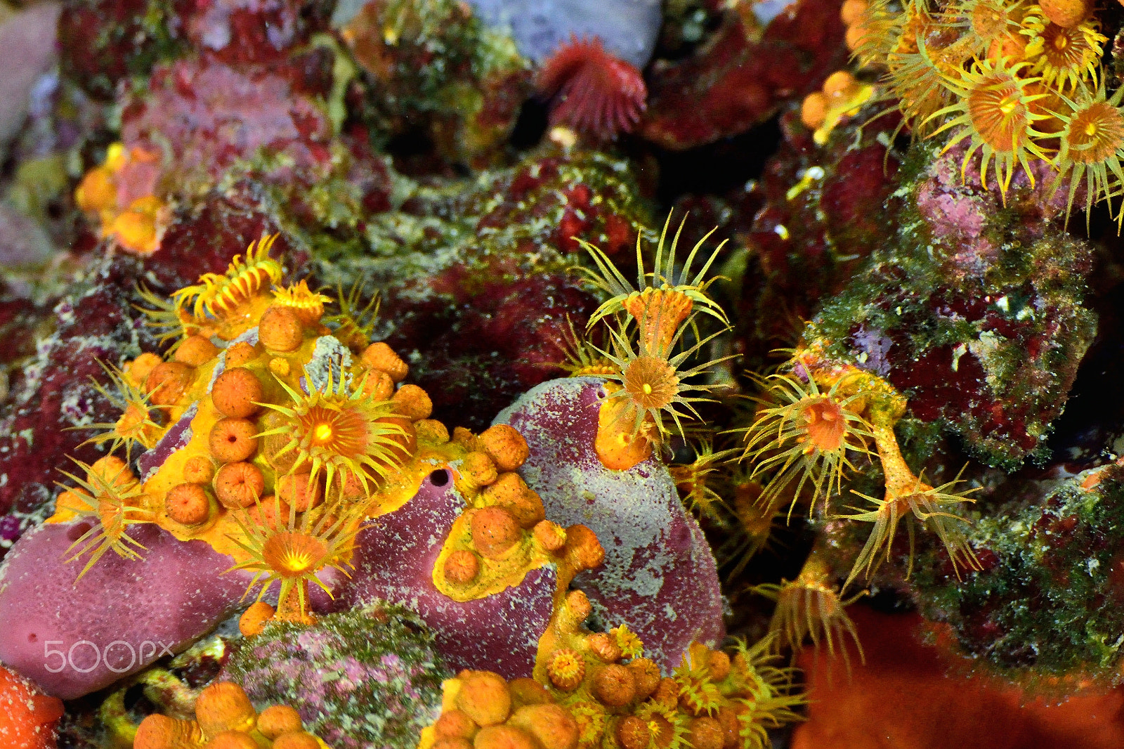 Nikon D800E sample photo. Yellow cluster anemone photography