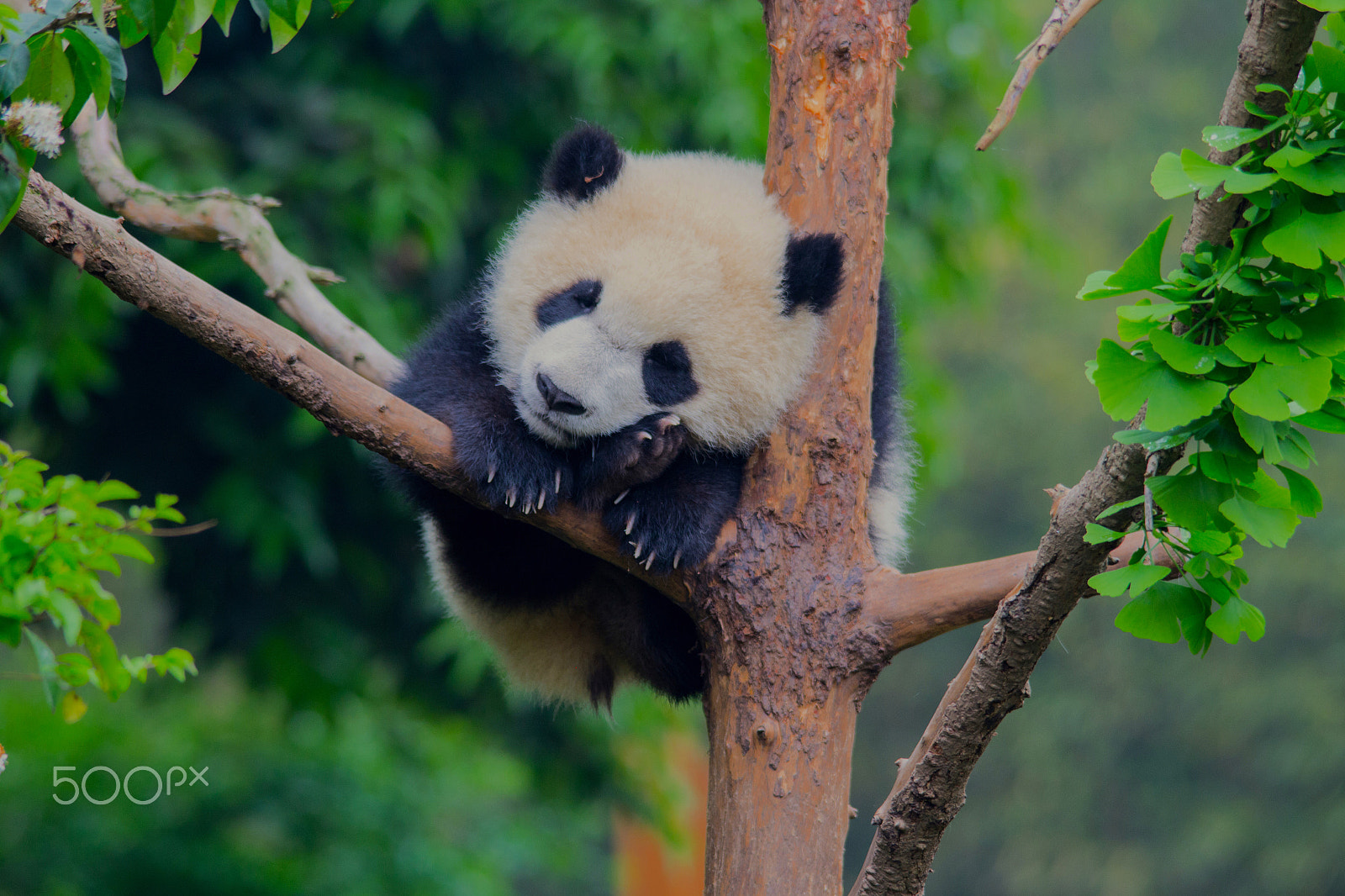 Sigma 150-500mm F5-6.3 DG OS HSM sample photo. When i dream, i dream of bamboo photography