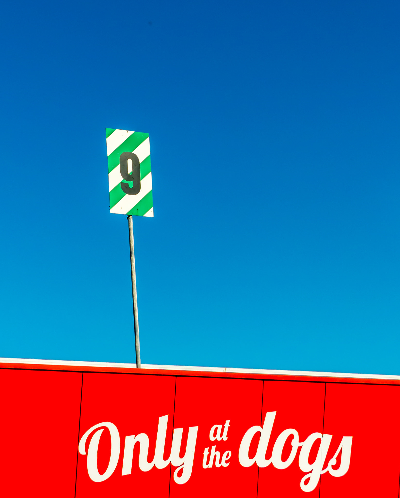 Leica V-Lux 4 sample photo. Number 9 - only at the dogs photography