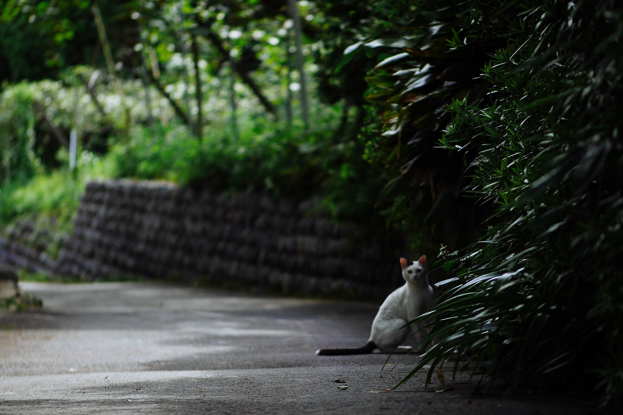Panasonic Leica DG Nocticron 42.5mm F1.2 ASPH OIS sample photo. Looking at photography