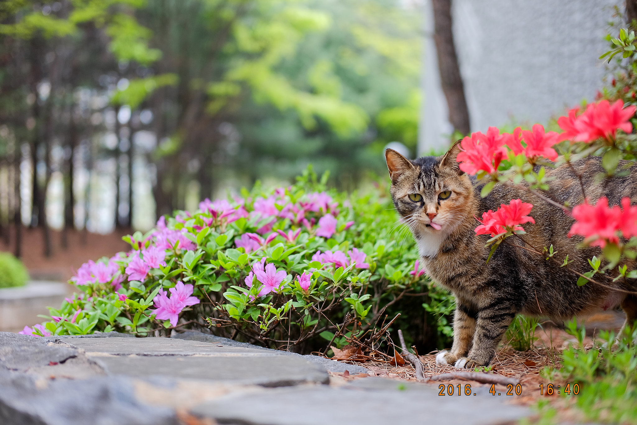 Fujifilm X-A2 + Fujifilm XF 35mm F2 R WR sample photo. I am living in flowers... photography