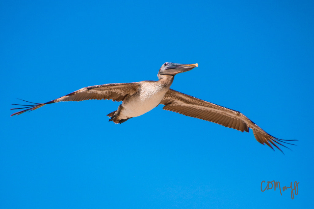 Canon EOS 760D (EOS Rebel T6s / EOS 8000D) + Canon 18-270mm sample photo. Huge wingspan photography