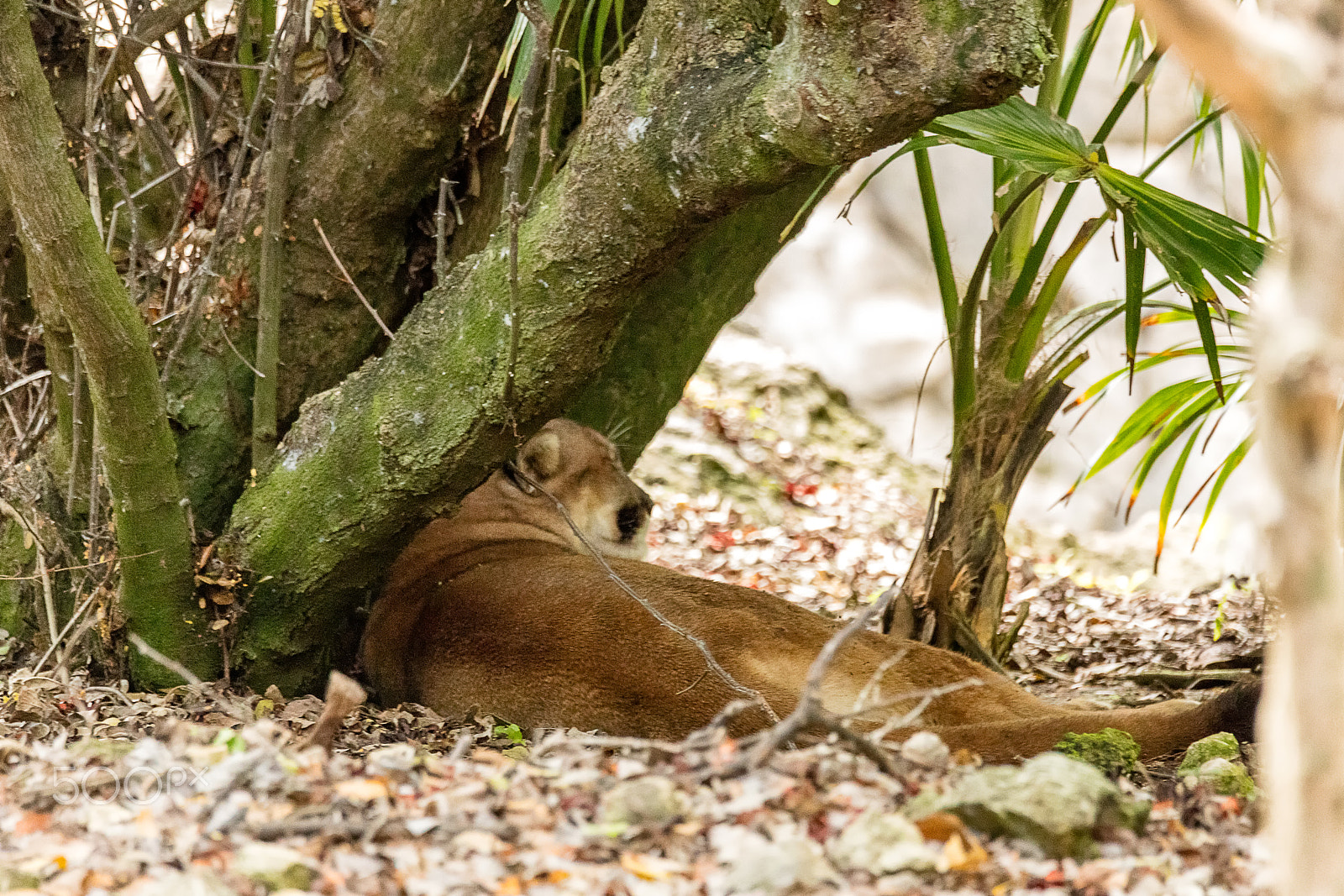 Canon EOS 5DS + 150-600mm F5-6.3 DG OS HSM | Sports 014 sample photo. Cougar resting under tree in jungle photography