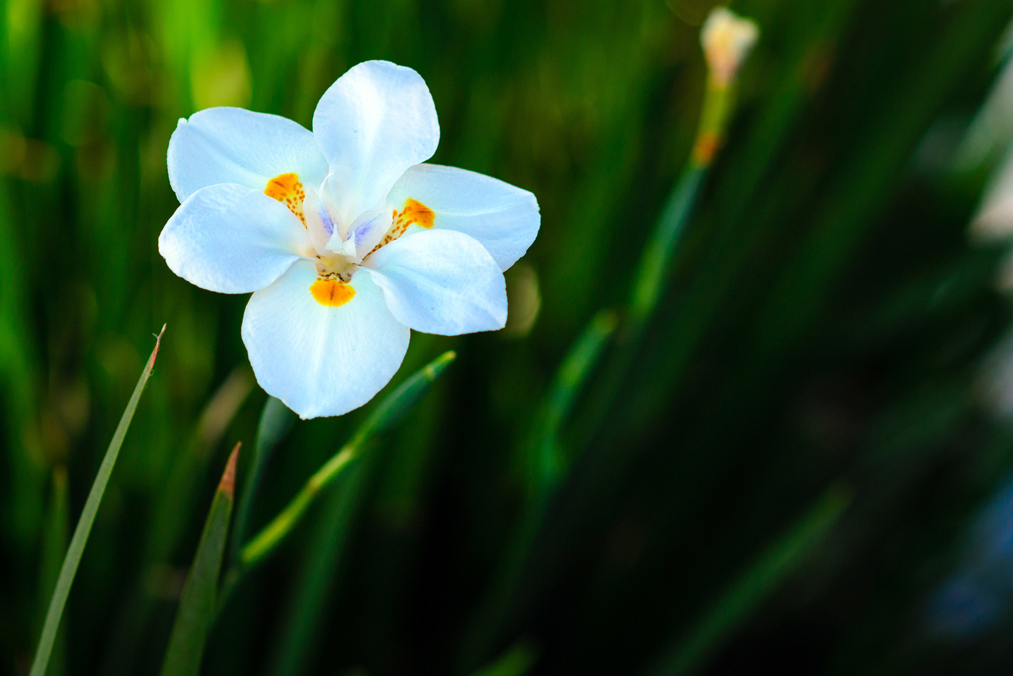 Nikon D3100 + Nikon AF-S Nikkor 85mm F1.8G sample photo. Blooming photography