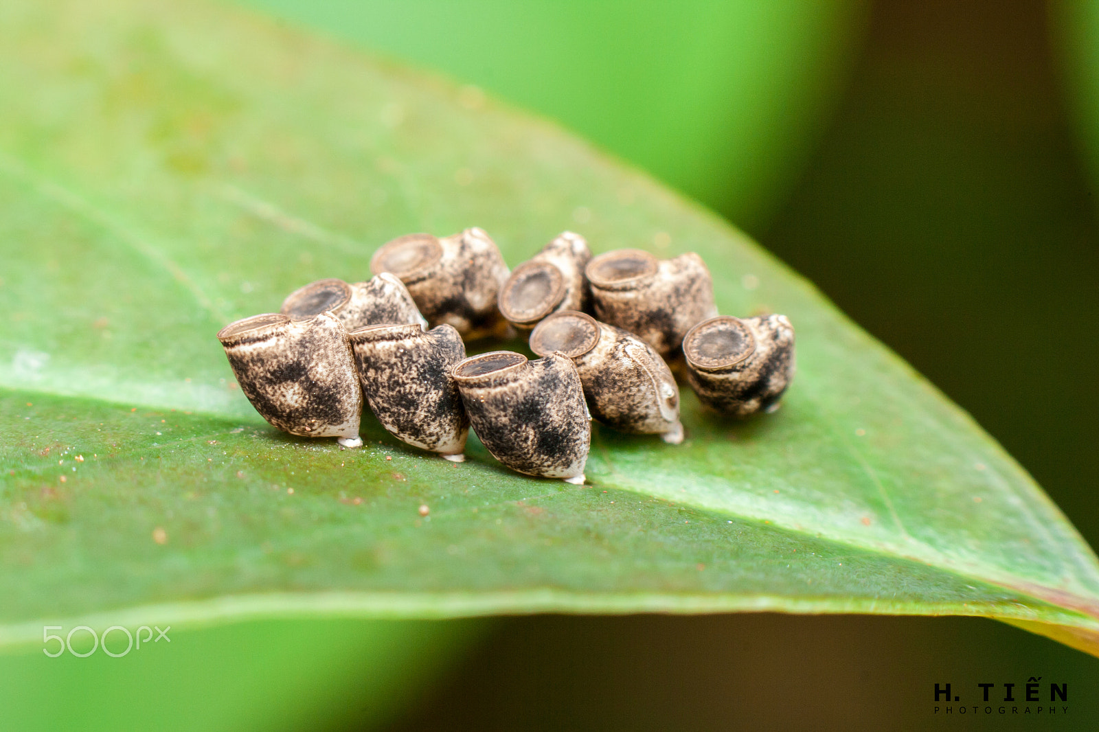 Canon EOS 1000D (EOS Digital Rebel XS / EOS Kiss F) sample photo. Bug's eggs photography