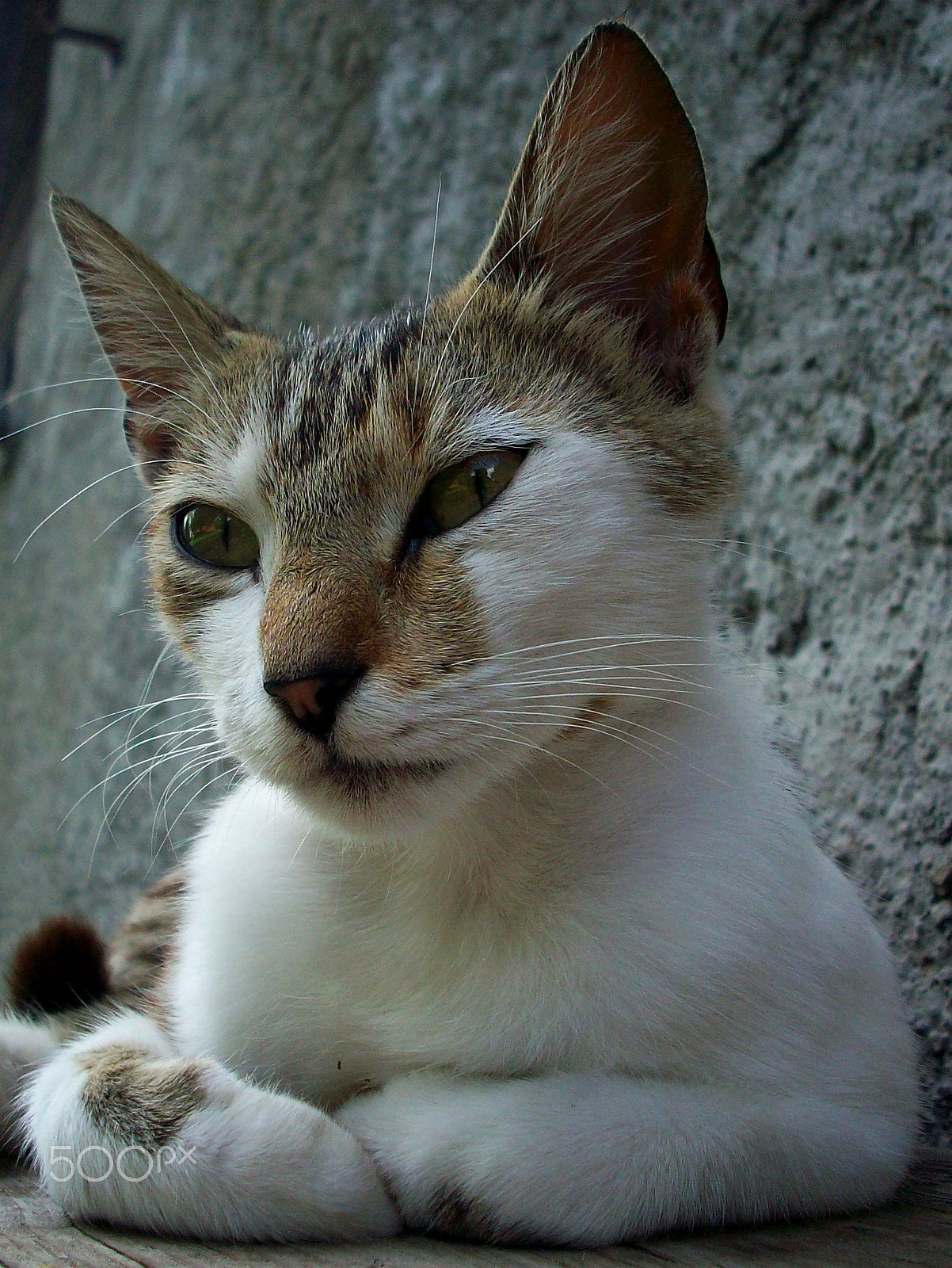 Kodak EASYSHARE M753 ZOOM DIGITAL CAMERA sample photo. Kitty photography