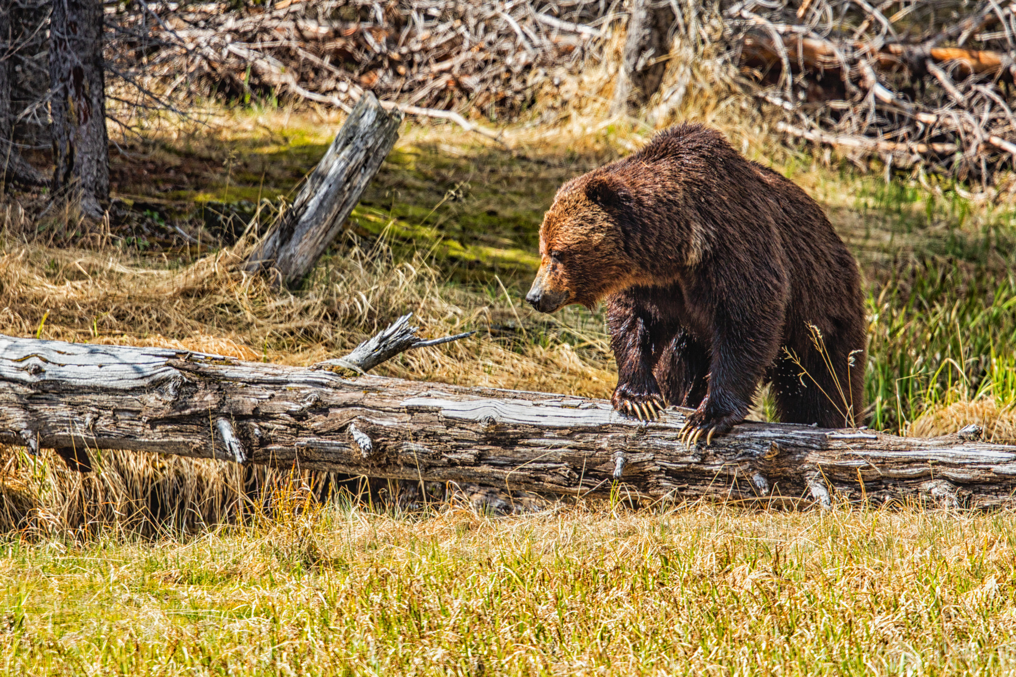 Canon EOS 5DS R + Canon EF 500mm F4L IS II USM sample photo. The search photography