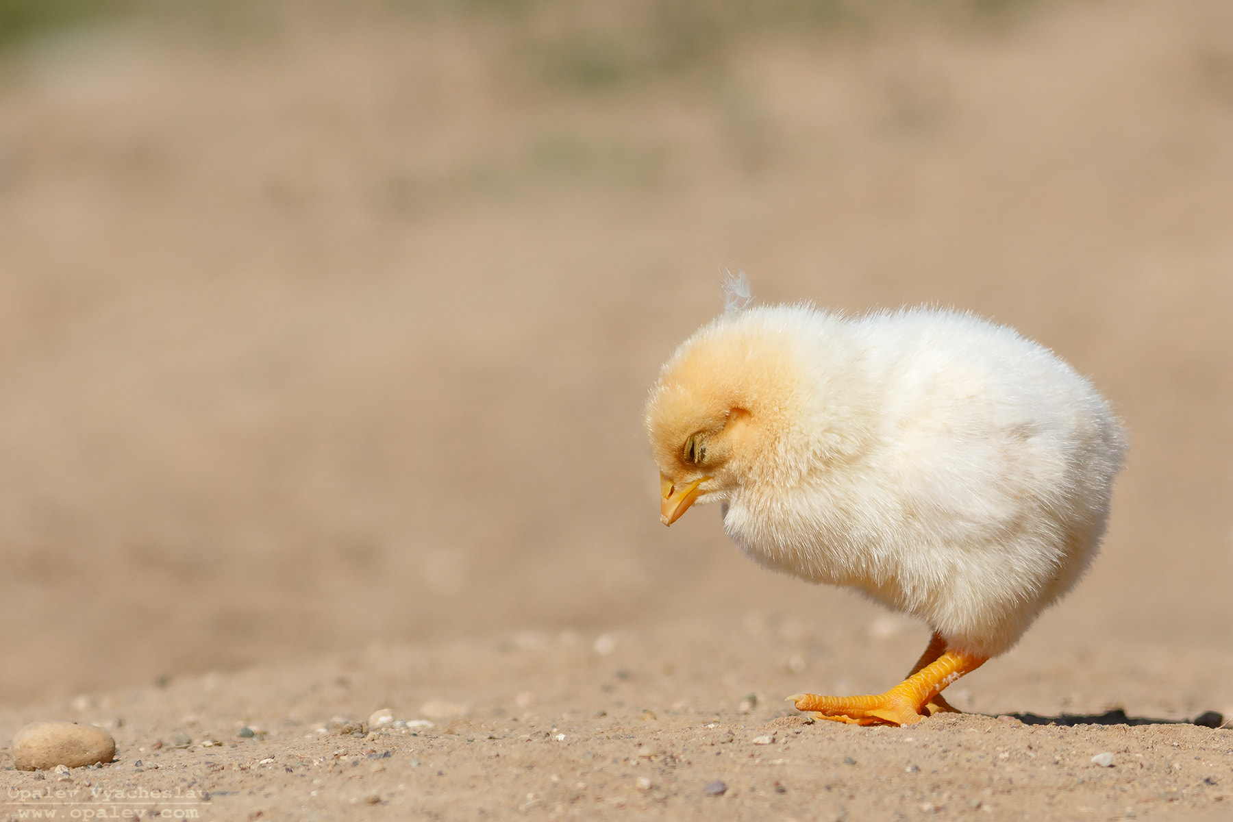 Canon EOS 7D Mark II + Canon EF 400mm F5.6L USM sample photo. Chicks photography