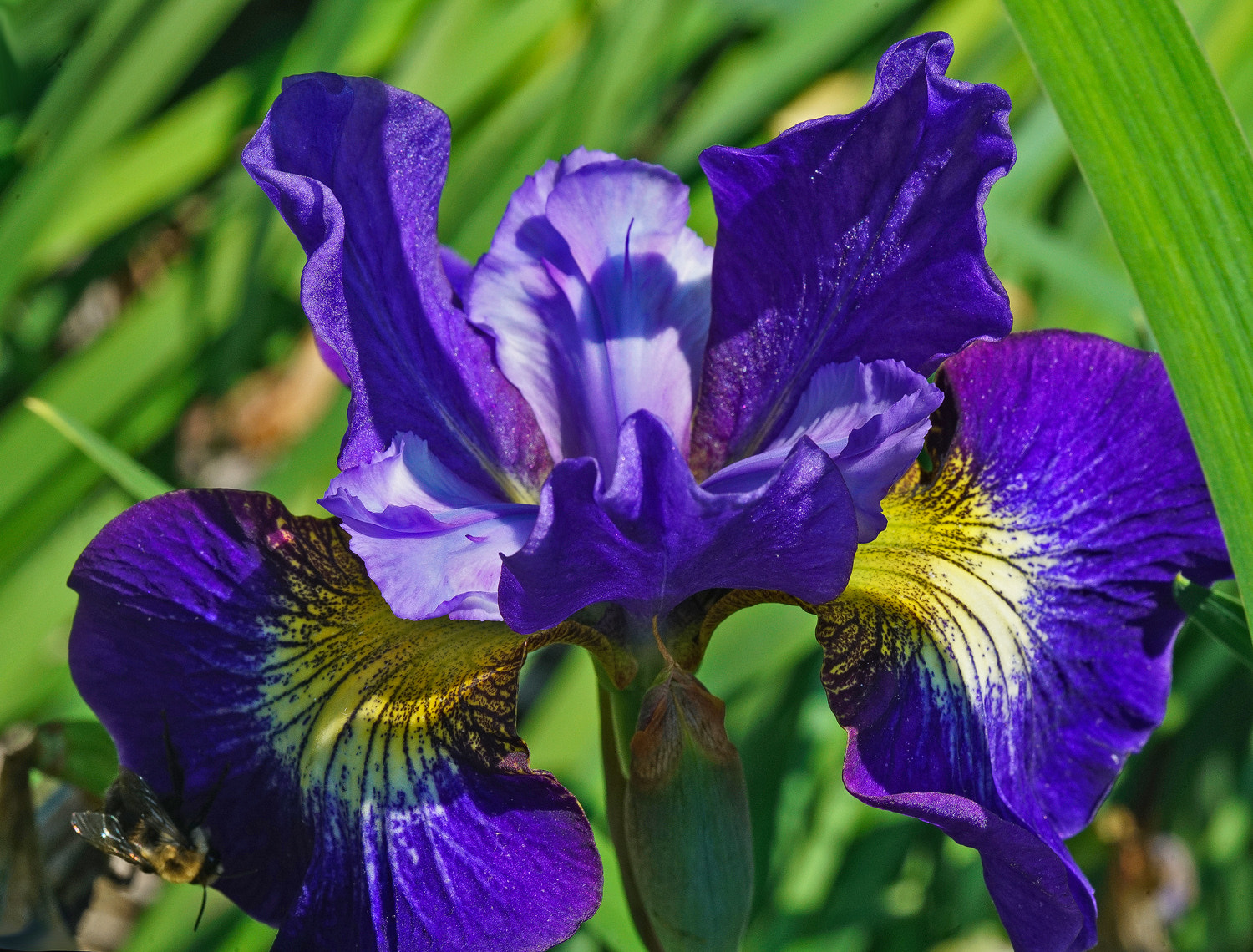 100mm F2.8 SSM sample photo. Garden iris blue photography