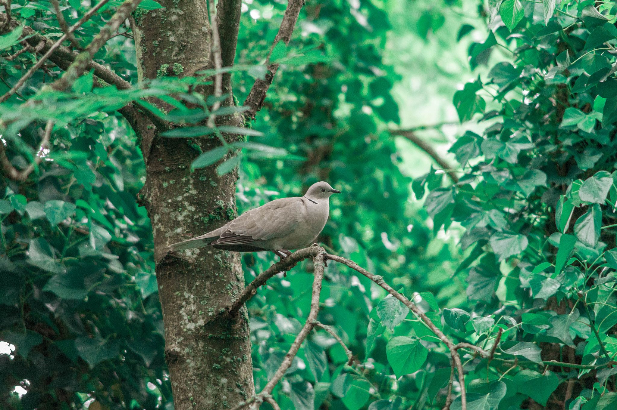 Sony DT 55-200mm F4-5.6 SAM sample photo. Untitled photography
