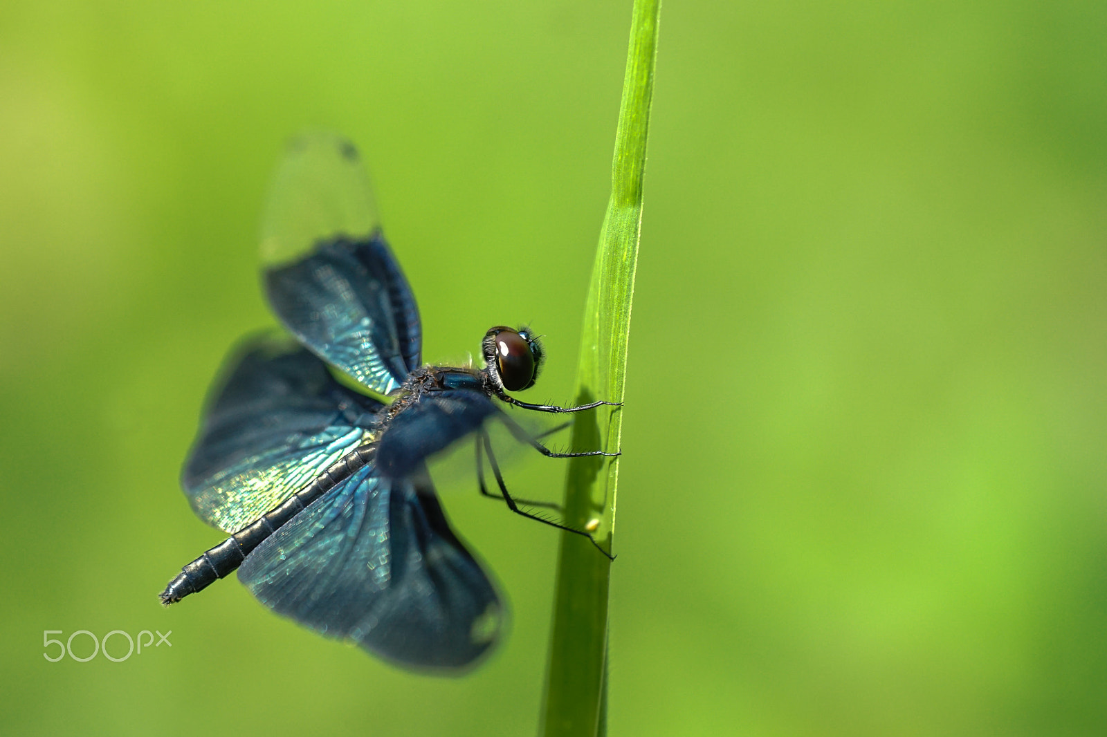 Sony ILCA-77M2 + Minolta AF 100mm F2.8 Macro [New] sample photo. Butterfly skimmer photography