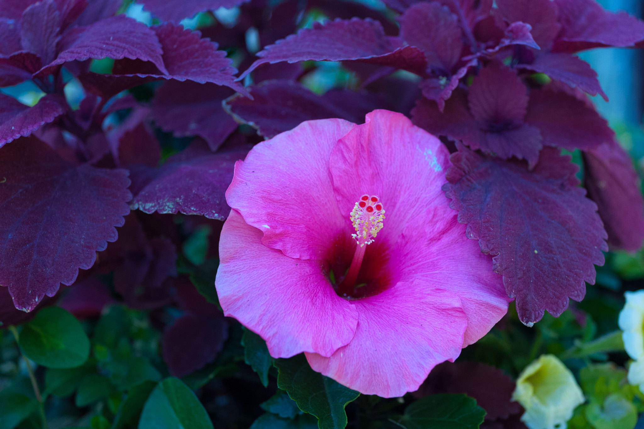 Canon EOS-1D Mark III sample photo. Flower pot photography