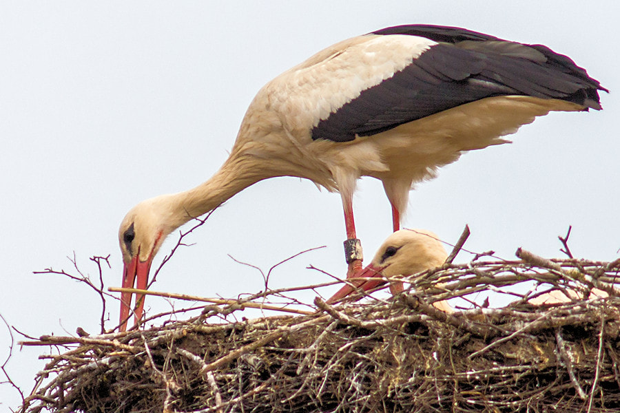 Canon EF 300mm F4L IS USM sample photo. Storchenpaar im nest photography