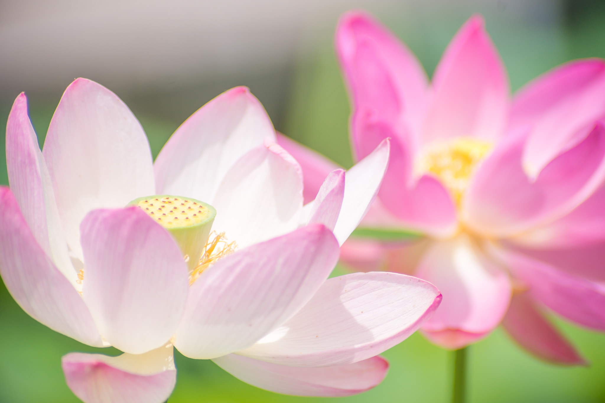 Tamron SP AF 300mm F2.8 LD IF sample photo. Pale pink and vivid pink photography