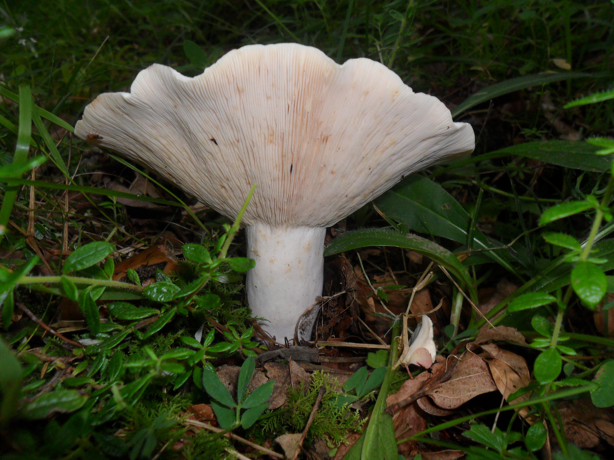 Samsung ES28 / VLUU ES28 sample photo. [giant mushroom] photography