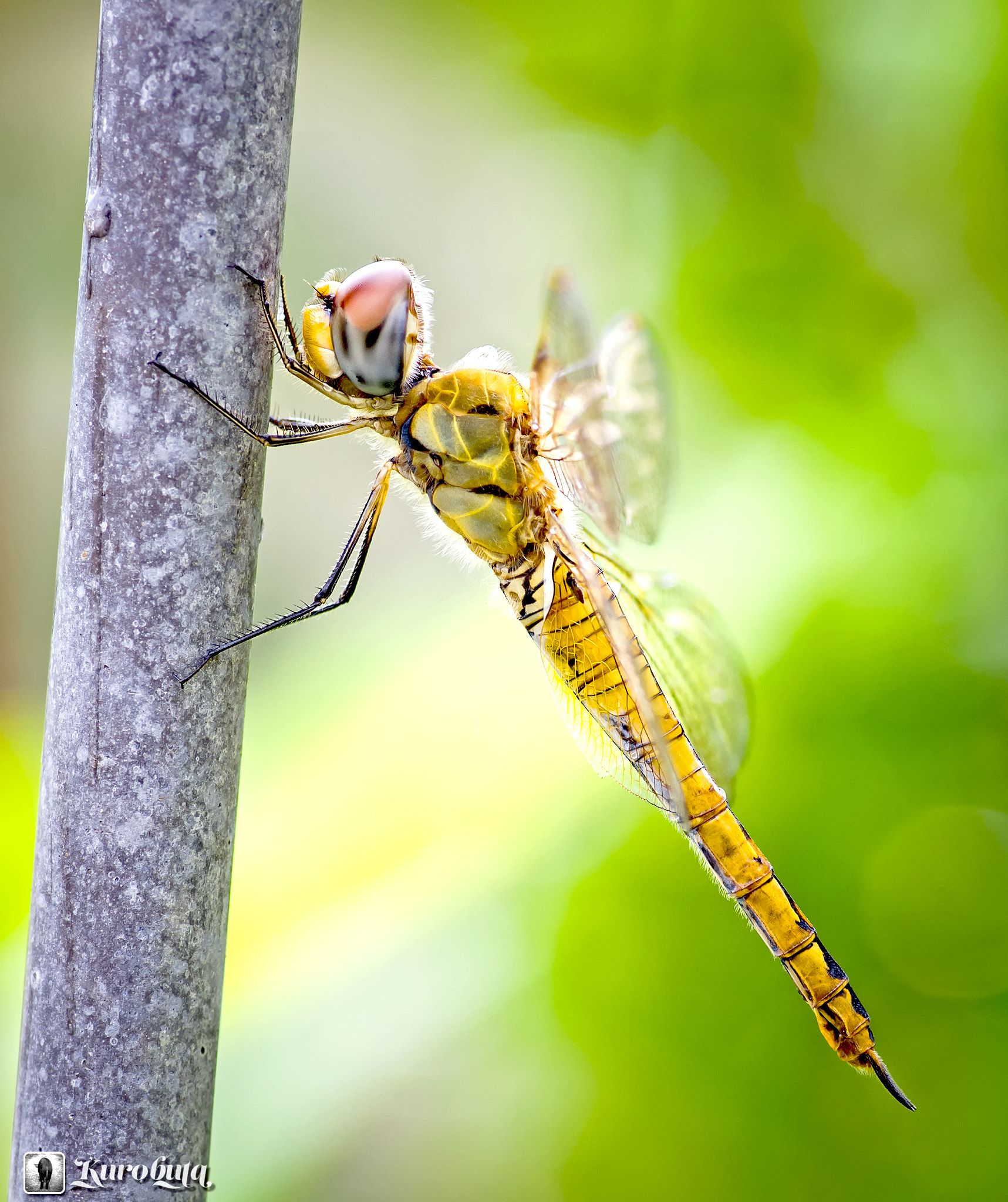 Pentax smc D-FA 100mm F2.8 Macro WR sample photo. Dragonfly at rest photography