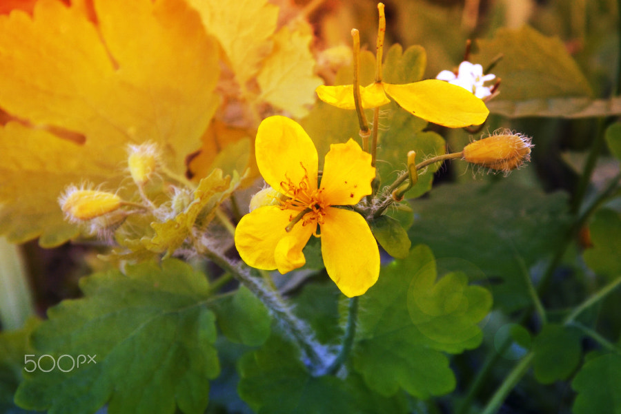 Fujifilm FinePix SL240 sample photo. Flower celandine photography