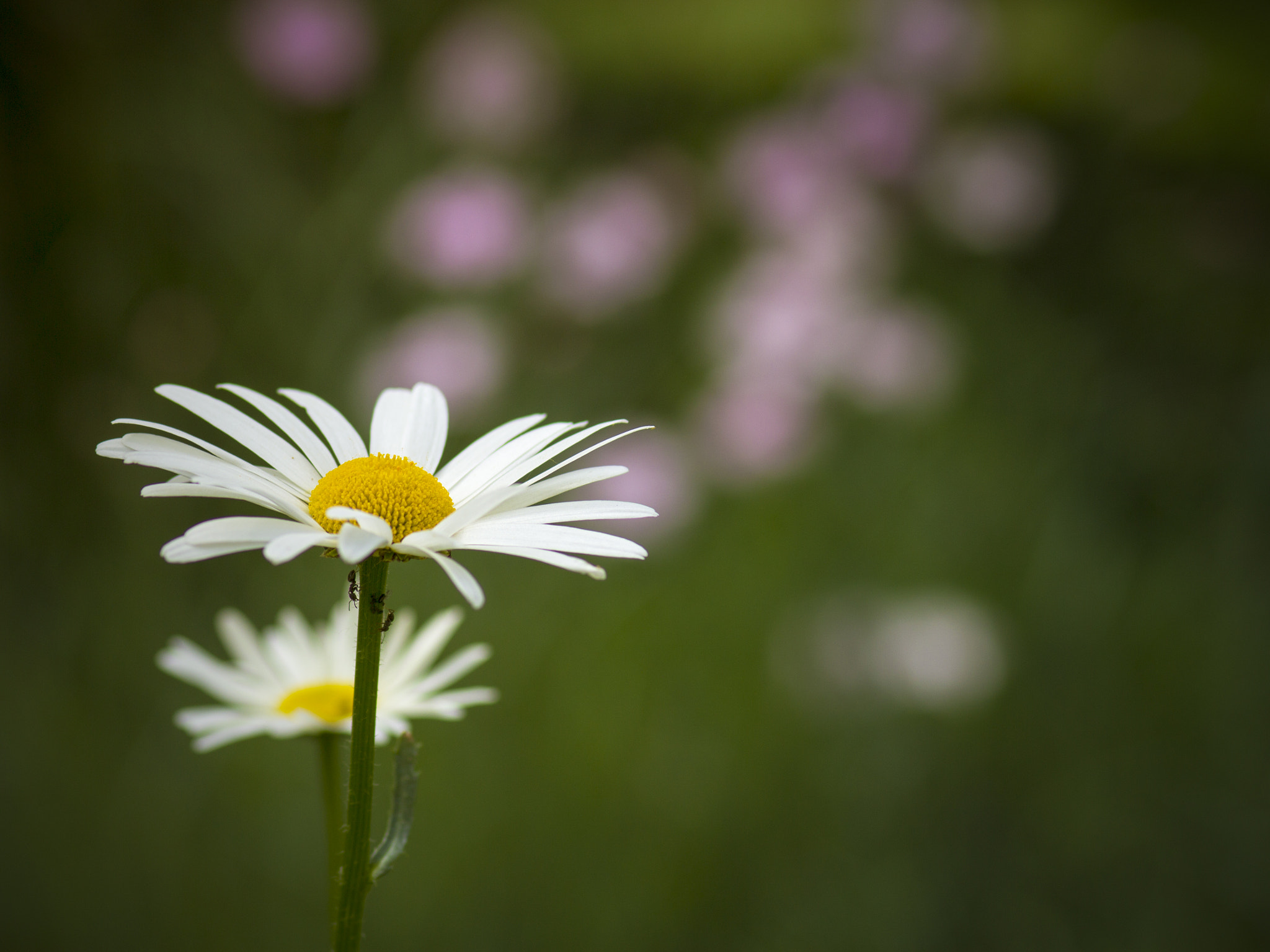 Canon EOS 600D (Rebel EOS T3i / EOS Kiss X5) + Canon EF 100mm F2.0 USM sample photo. Chamomile photography