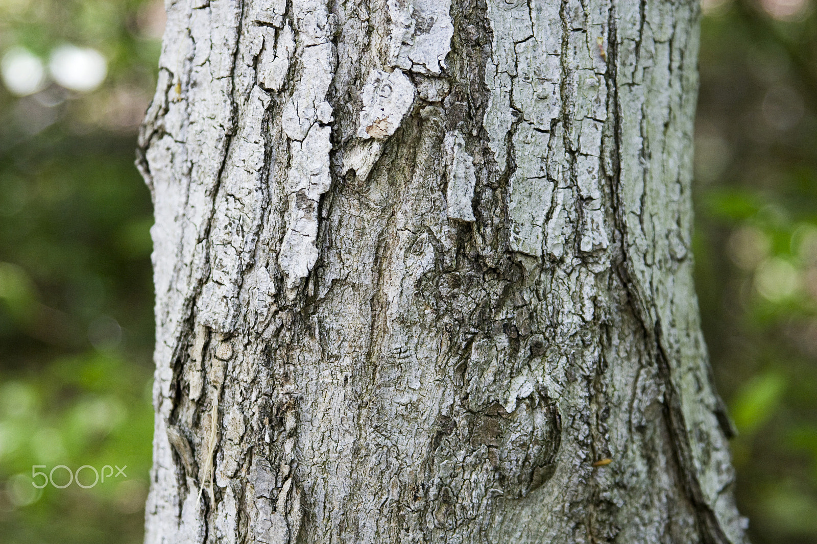 Canon EF 28-105mm f/3.5-4.5 USM sample photo. Bark photography