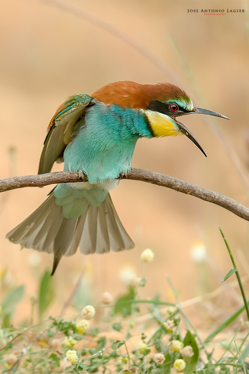 Sigma 150-600mm F5-6.3 DG OS HSM | S sample photo. Bronca photography